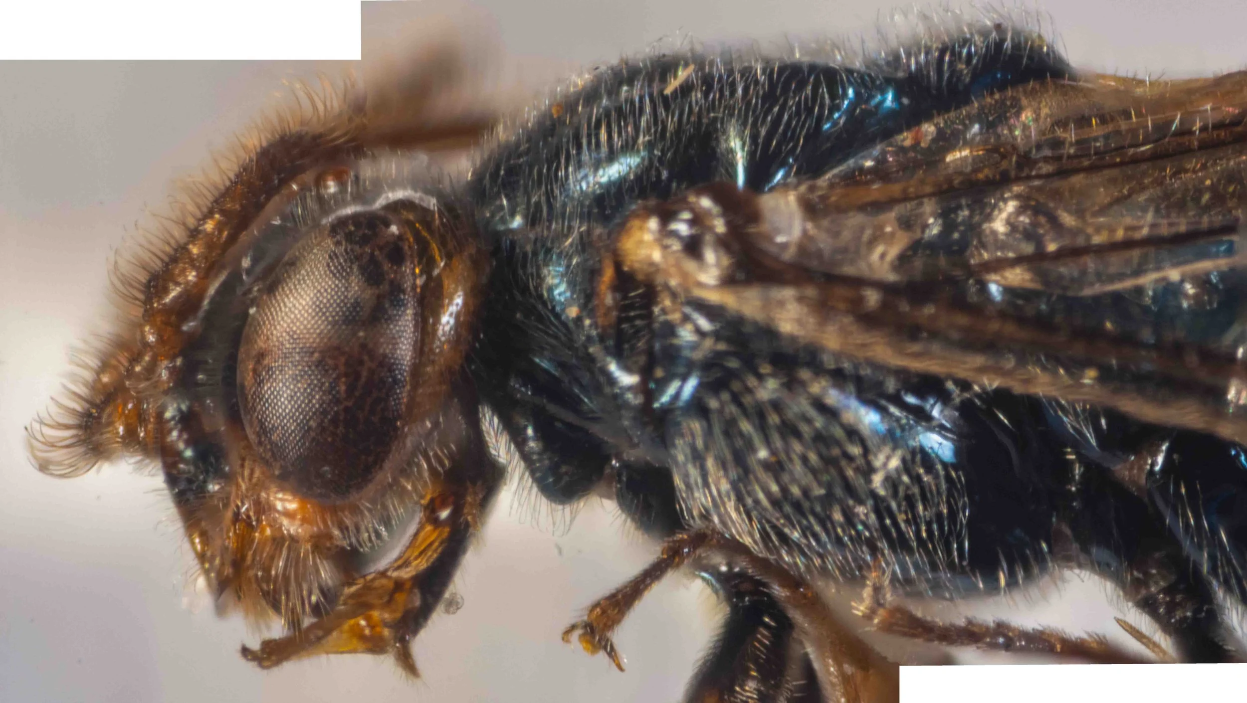  lateral view of head and thorax - antenna; setose, scape and pedicel blackish-orange  - labrum, inner orbits, genae, labrum mandibles (except for black tips) orange - galea and glossa orange, prementum black, labial palps black; glossa shorter than 