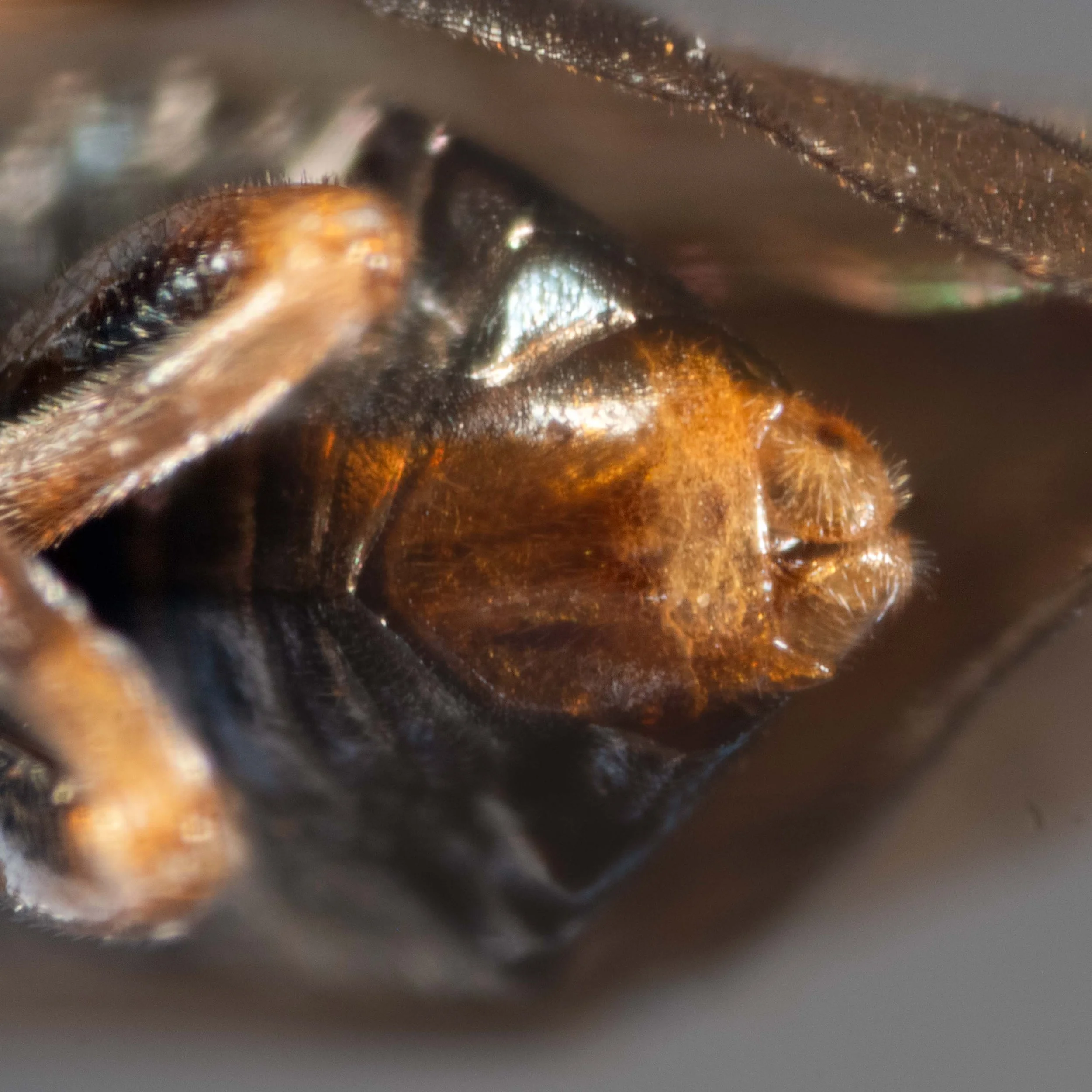  postero-ventral view of end of abdomen - orange apical segment (hypopygium) - harpe, tongue-shaped cusps use to grasp base of female genitalia during copulation visible 