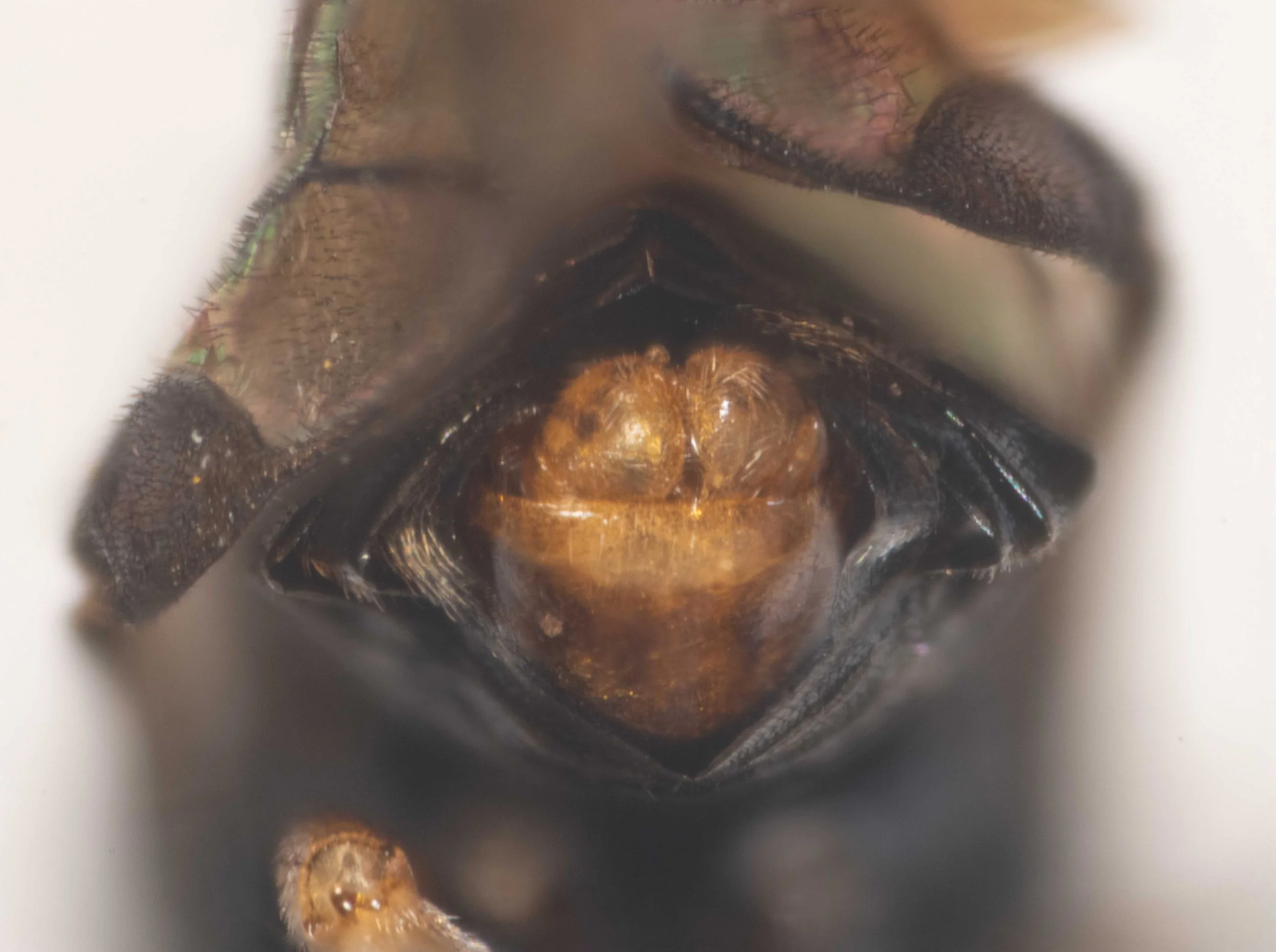  posterior view of end of abdomen - paired medial harpe and lateral volsella visible 