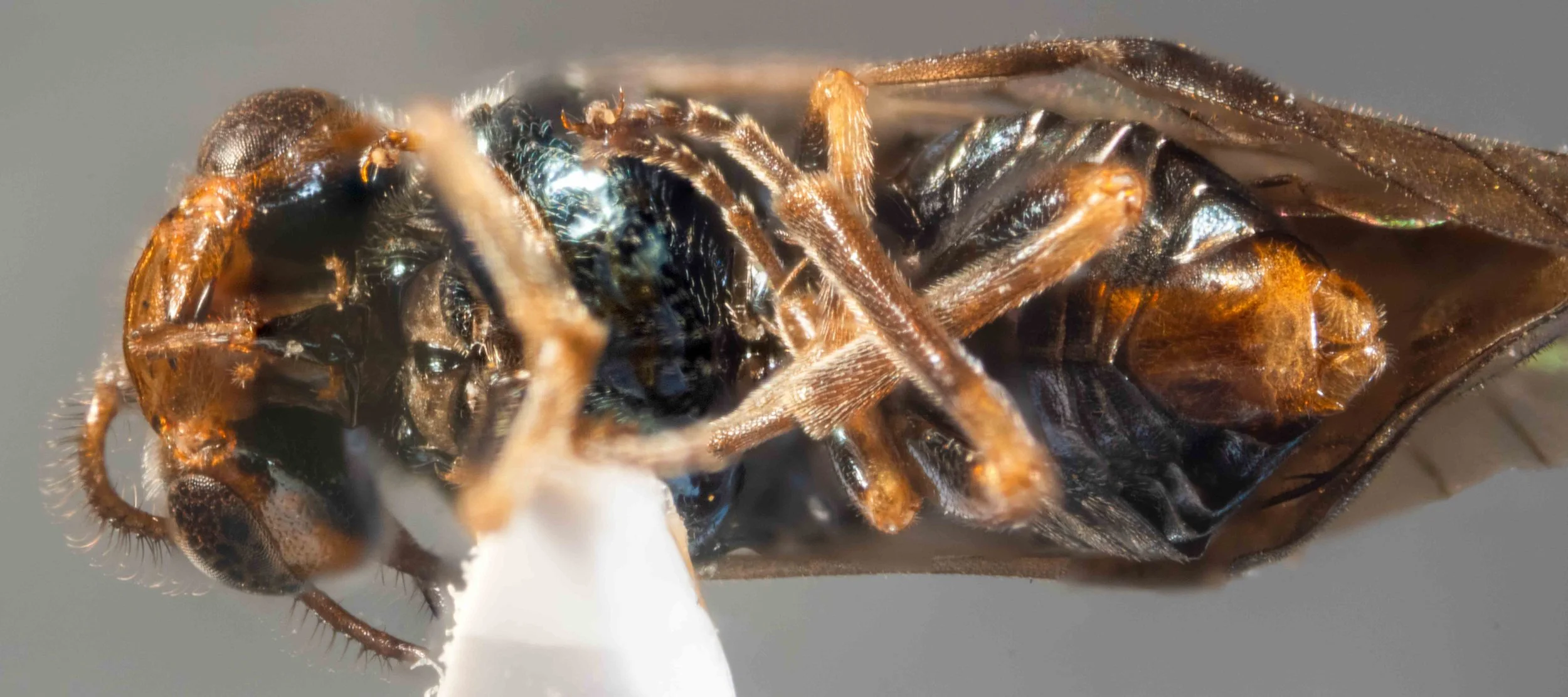  habitus ventral view - labrum, inner orbits, genae, mandibles (except for black tips) orange - ventral side of thorax and abdomen metallic blue, except for orange apical segment (hypopygium) of abdomen, unpunctured - legs: femora, anterior side of m