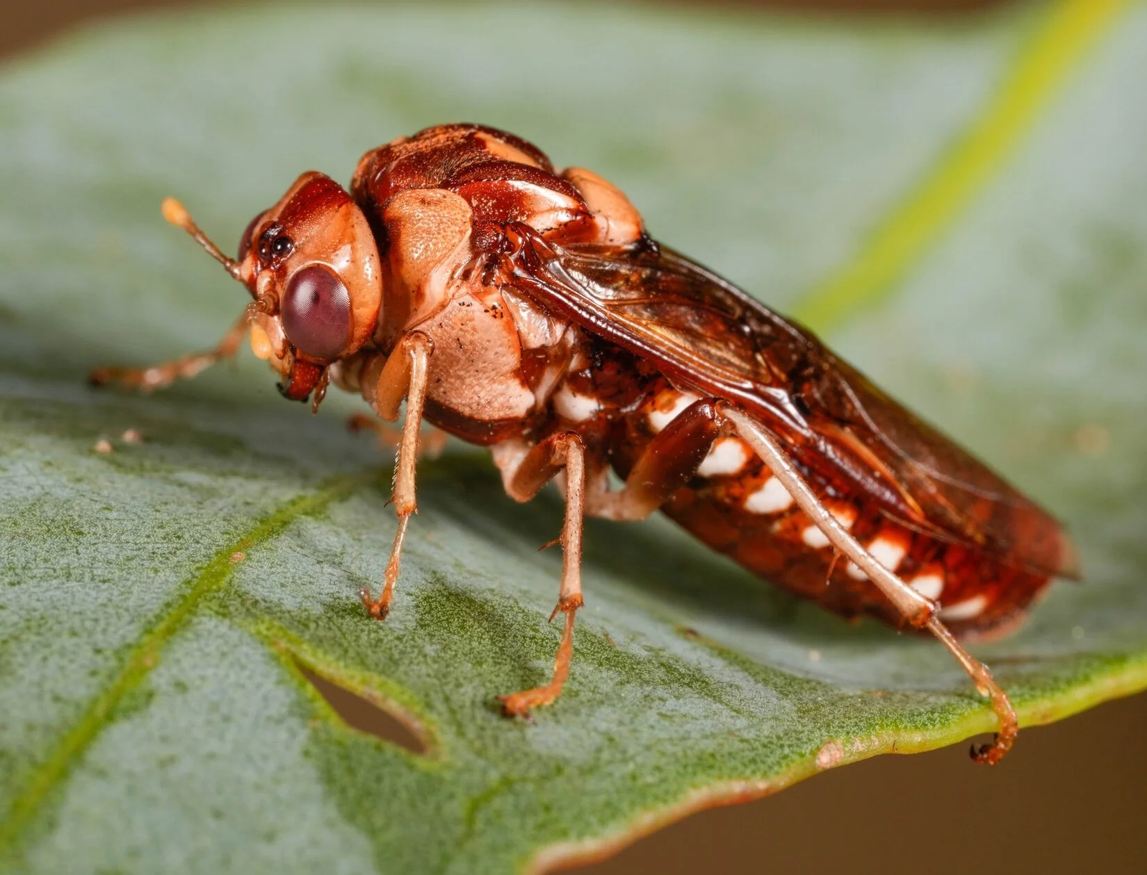 Pergagrapta polita (PERGINAE) PW112