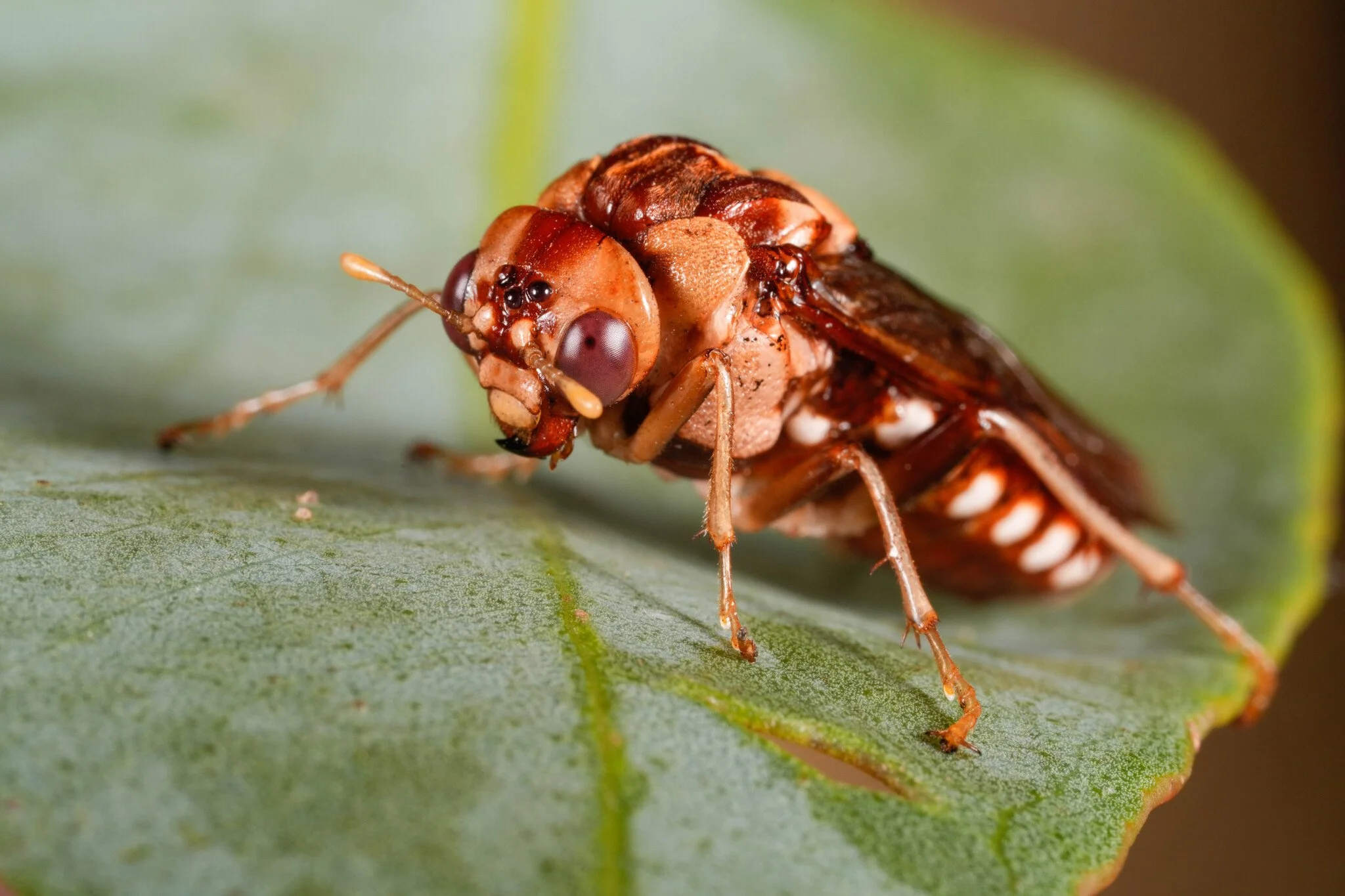   iNaturalist observation  - @jimbobo - antennae yellowish brown with yellow club - vertex chestnut in postocellar area, yellow laterally - genae yellow - frons chestnut; antennal tubercles, inner orbit yellow - clypeus and labrum yellow - mandibles 