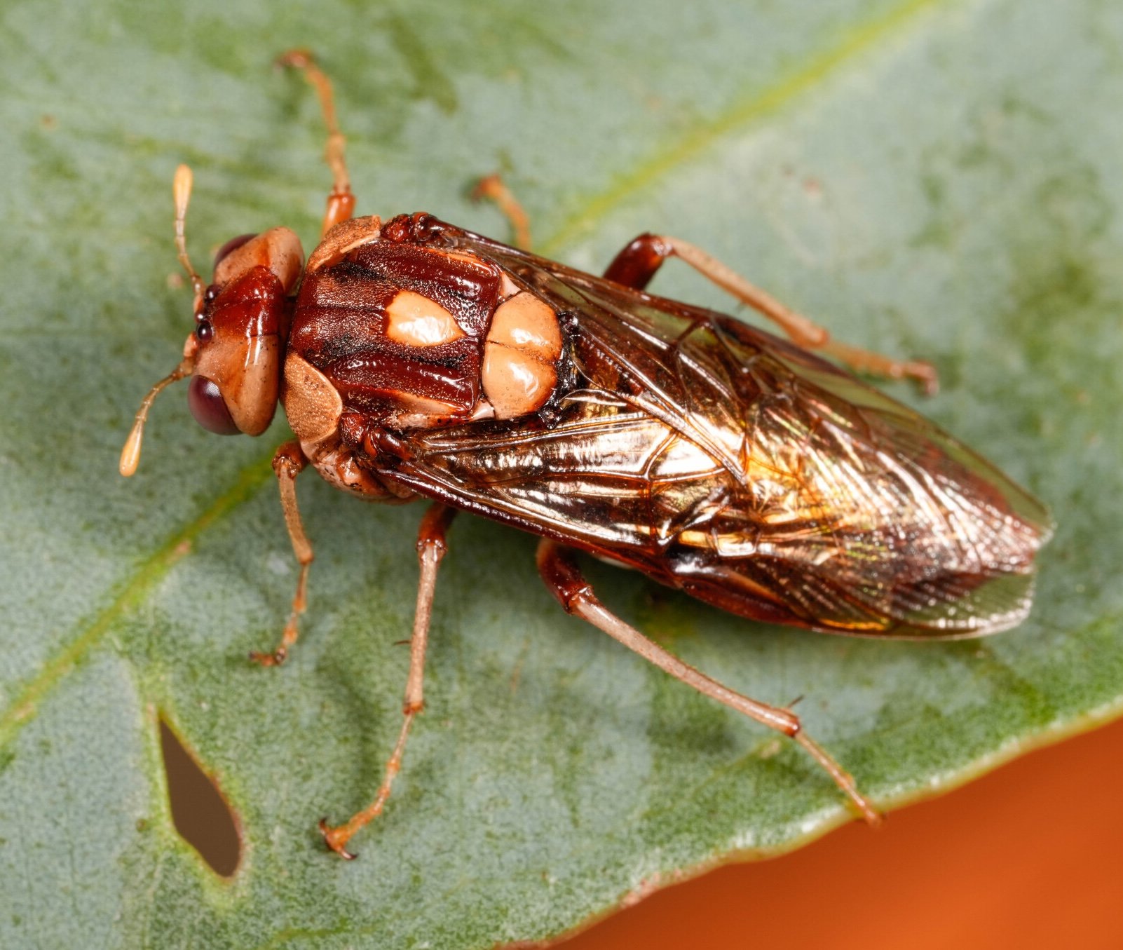   iNaturalist observation  - @jimbobo  habitus dorsal view - antennae yellow - vertex chestnut in post-ocellar area, yellow laterally - mesoscutum chestnut, densely punctured with yellow, unpunctured teardrop at rear of middle lobe - scutellum yellow
