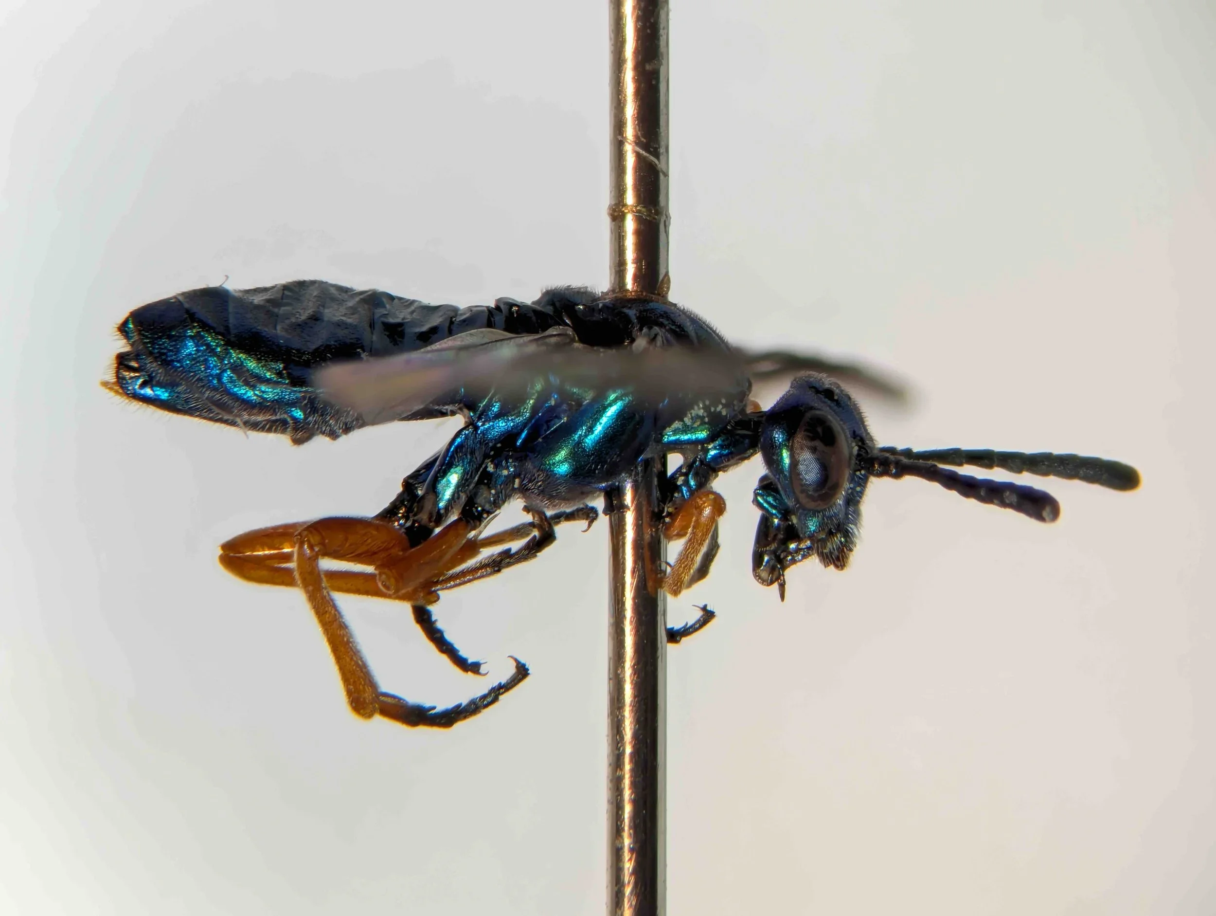 Eurys laetus (Pergidae:Euryinae)