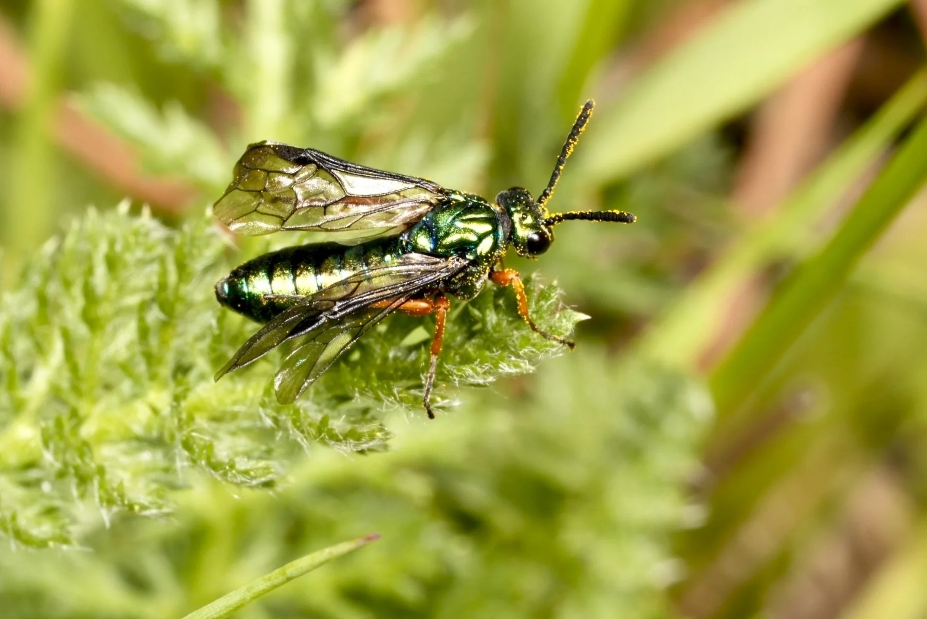 Eurys laetus (Pergidae:Euryinae) PW082