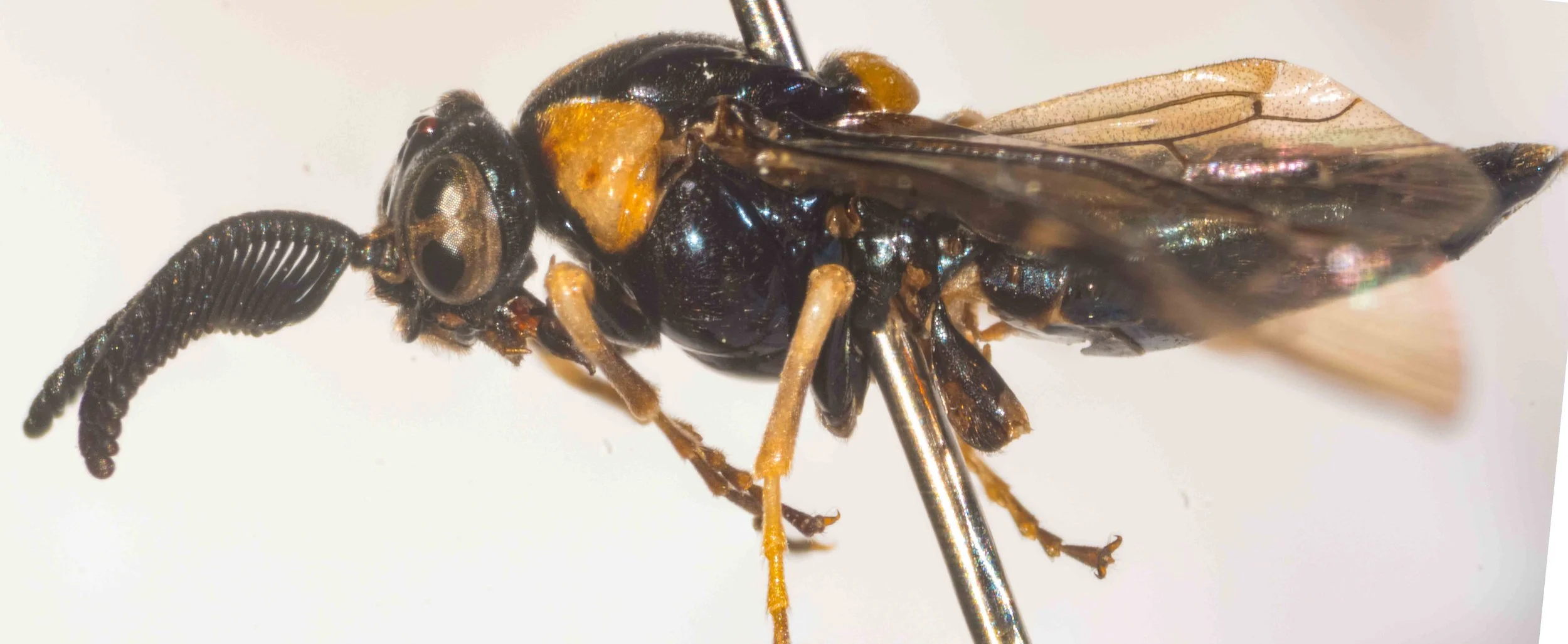 Lophyrotoma cyanea (Pergidae: Pterygophorinae) PW014