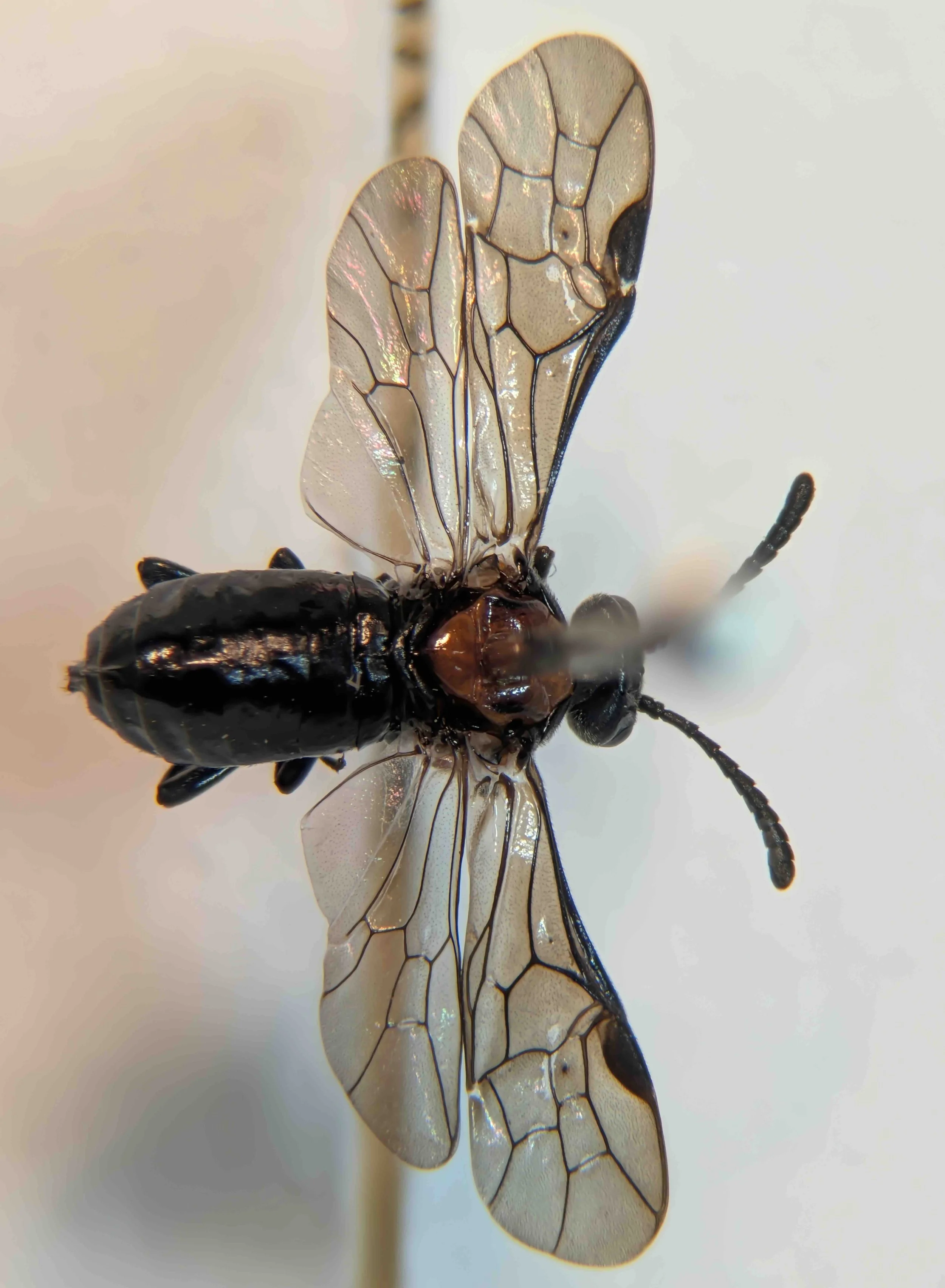 Clarissa ruficollis (Euryinae) JGrubb