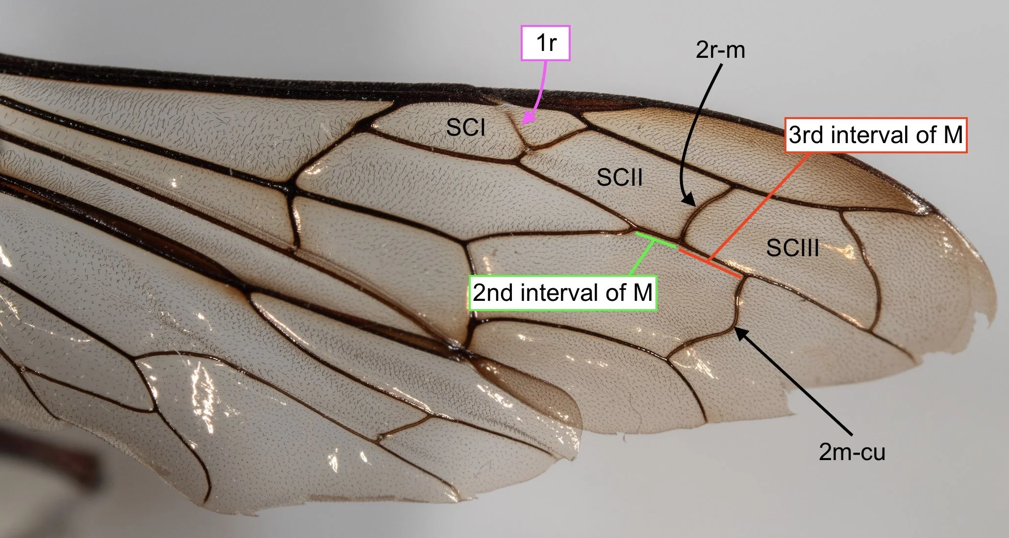 forewing venation