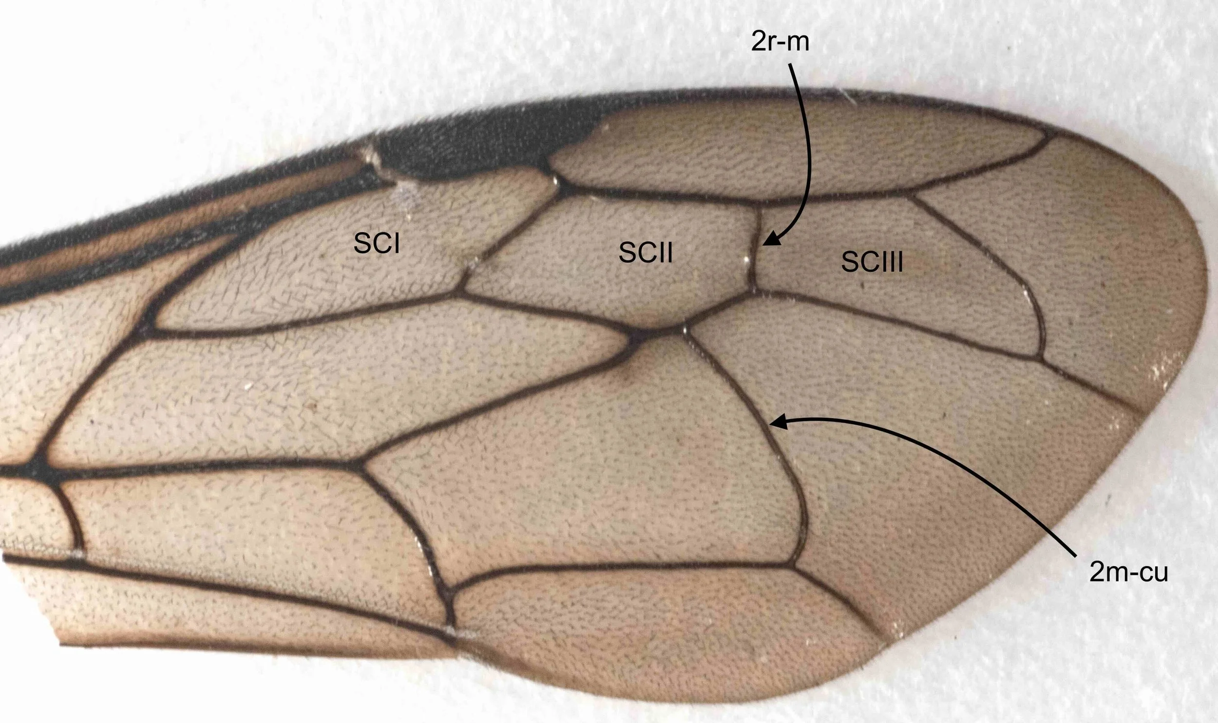 forewing venation