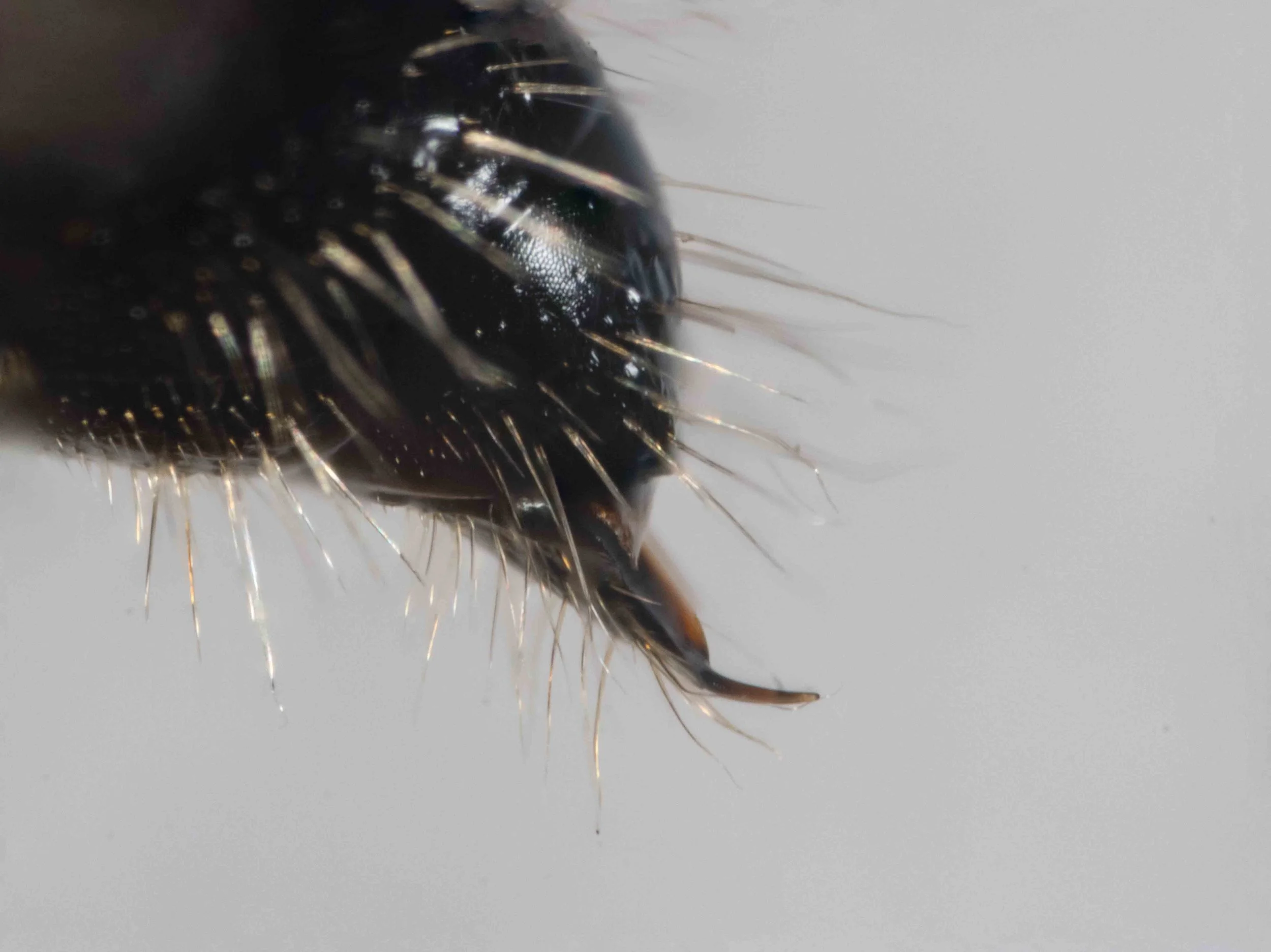 terminal segments (lateral view)