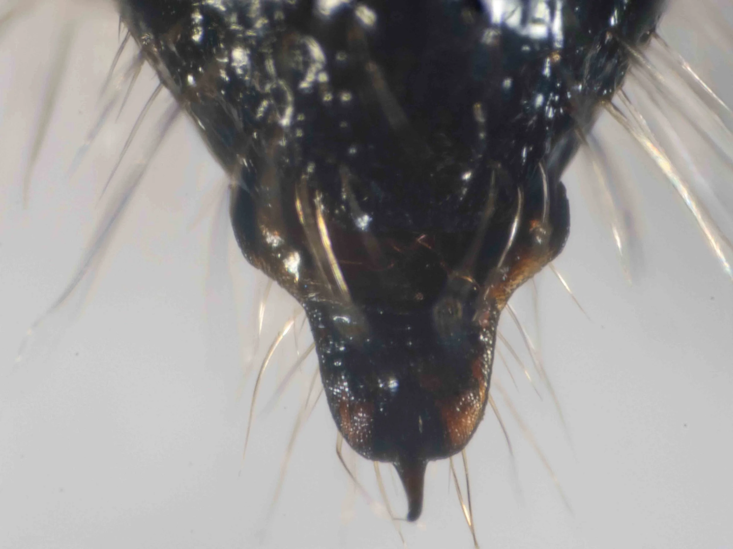 terminal segments (dorsal view)