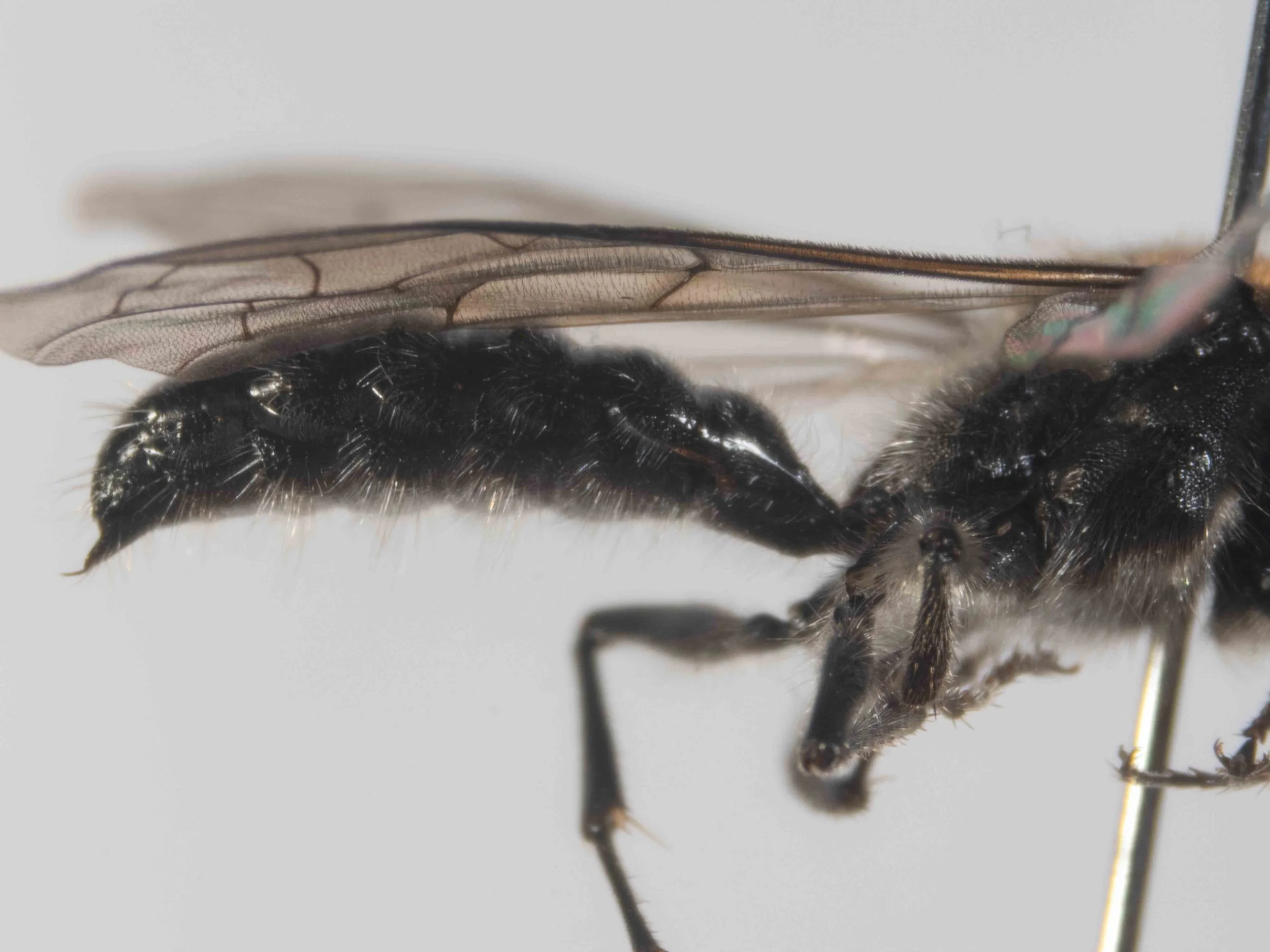 metasoma (lateral view)