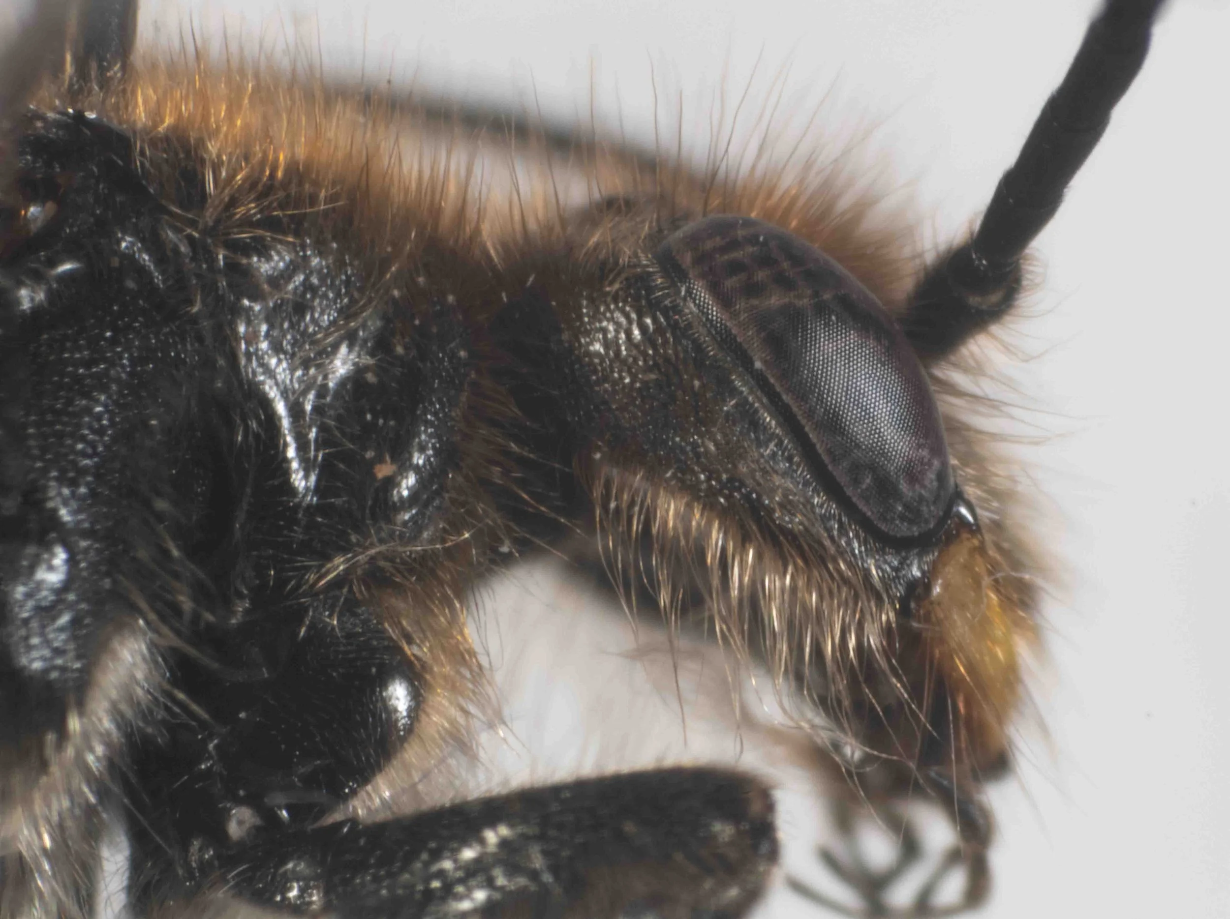 head & pronotum (ventrolateral view)