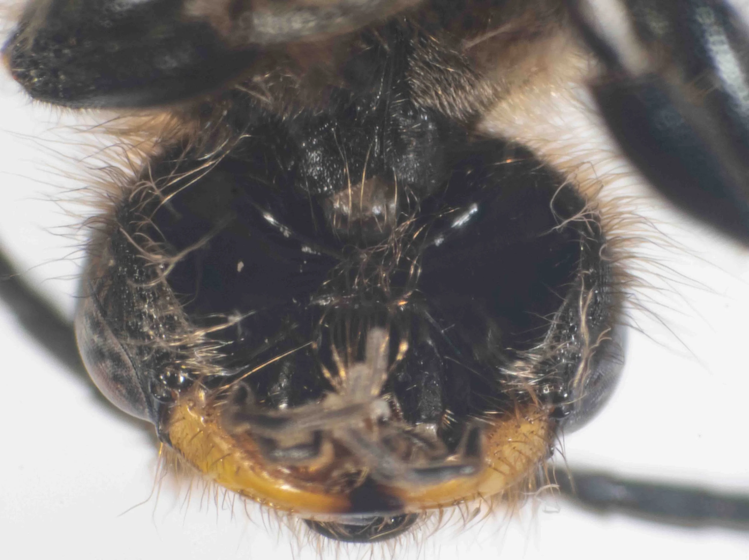 head (ventral view)