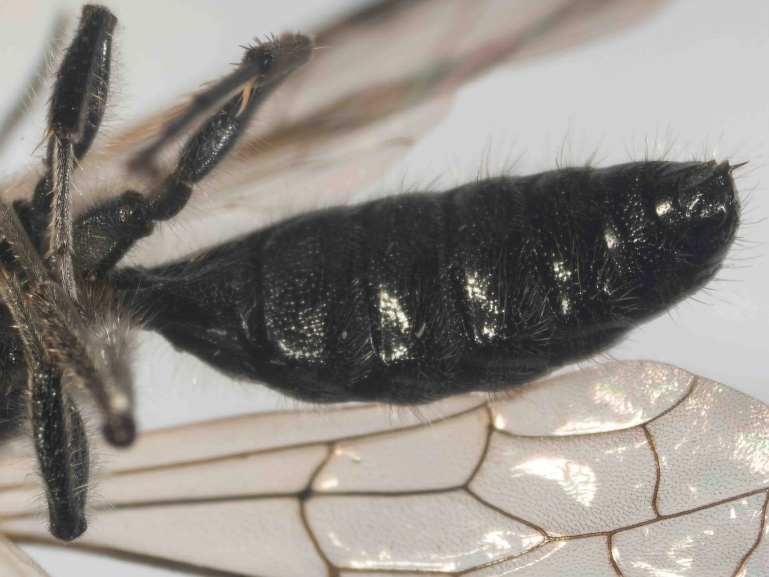 metasoma (ventrolateral view)