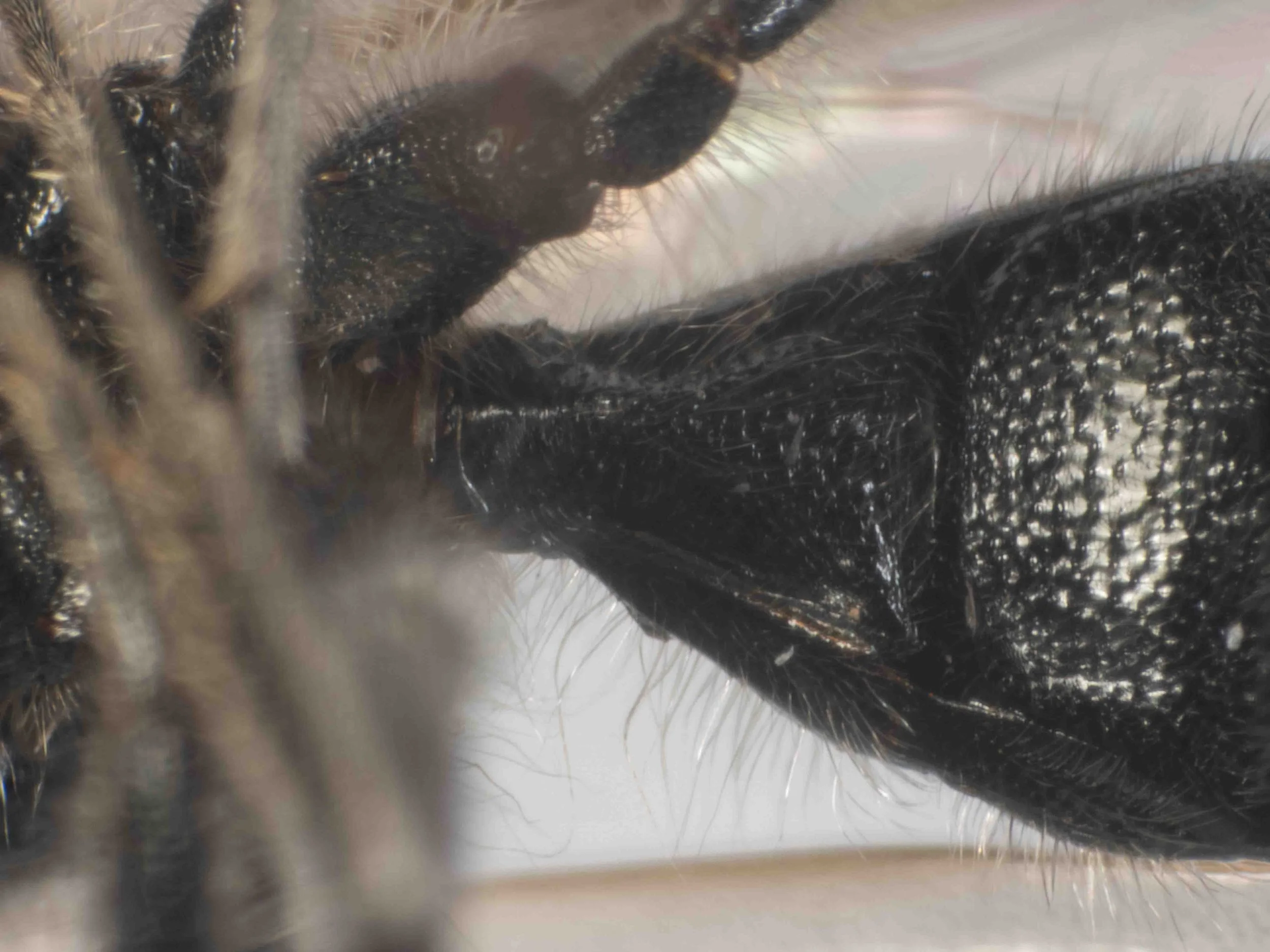 base of metasoma (ventrolateral view)