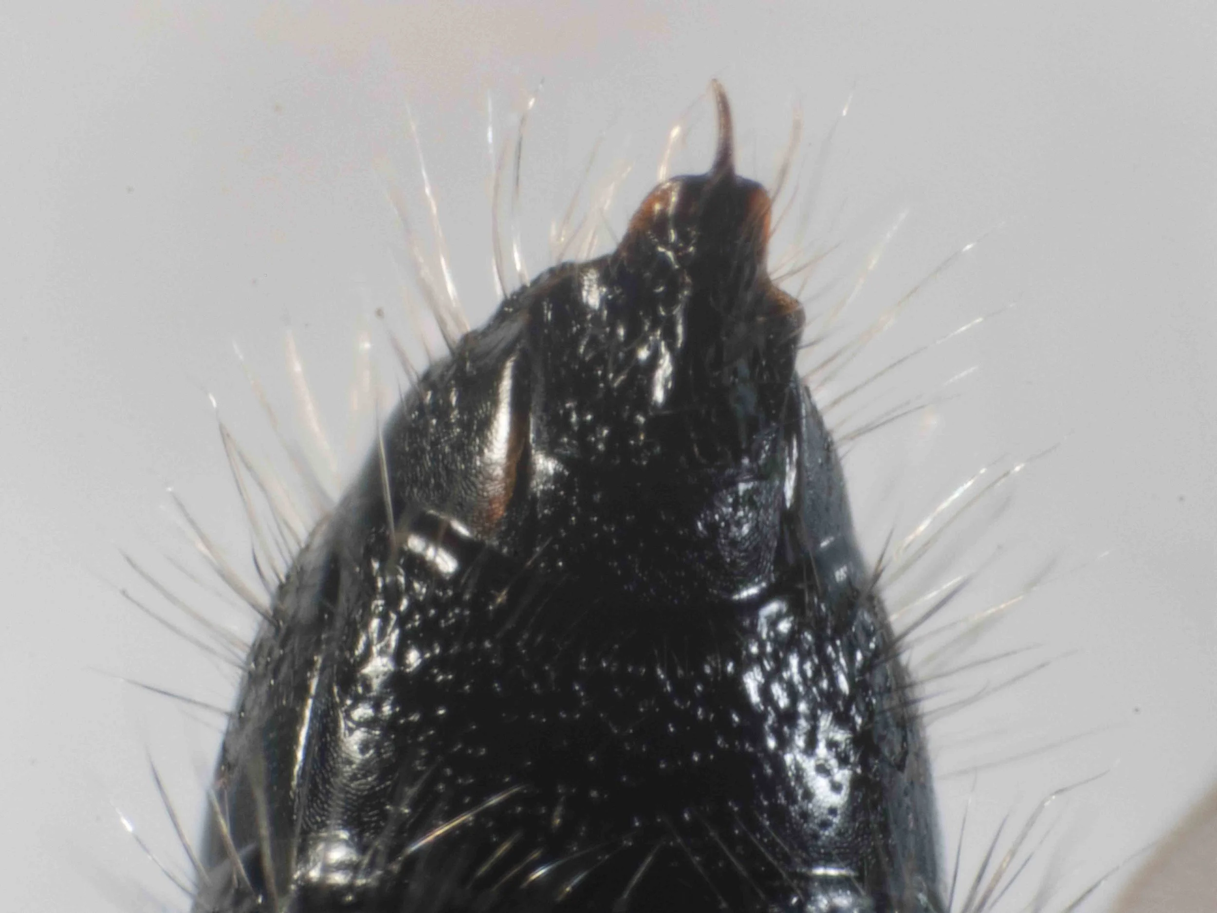 terminal segments (ventrolateral view)