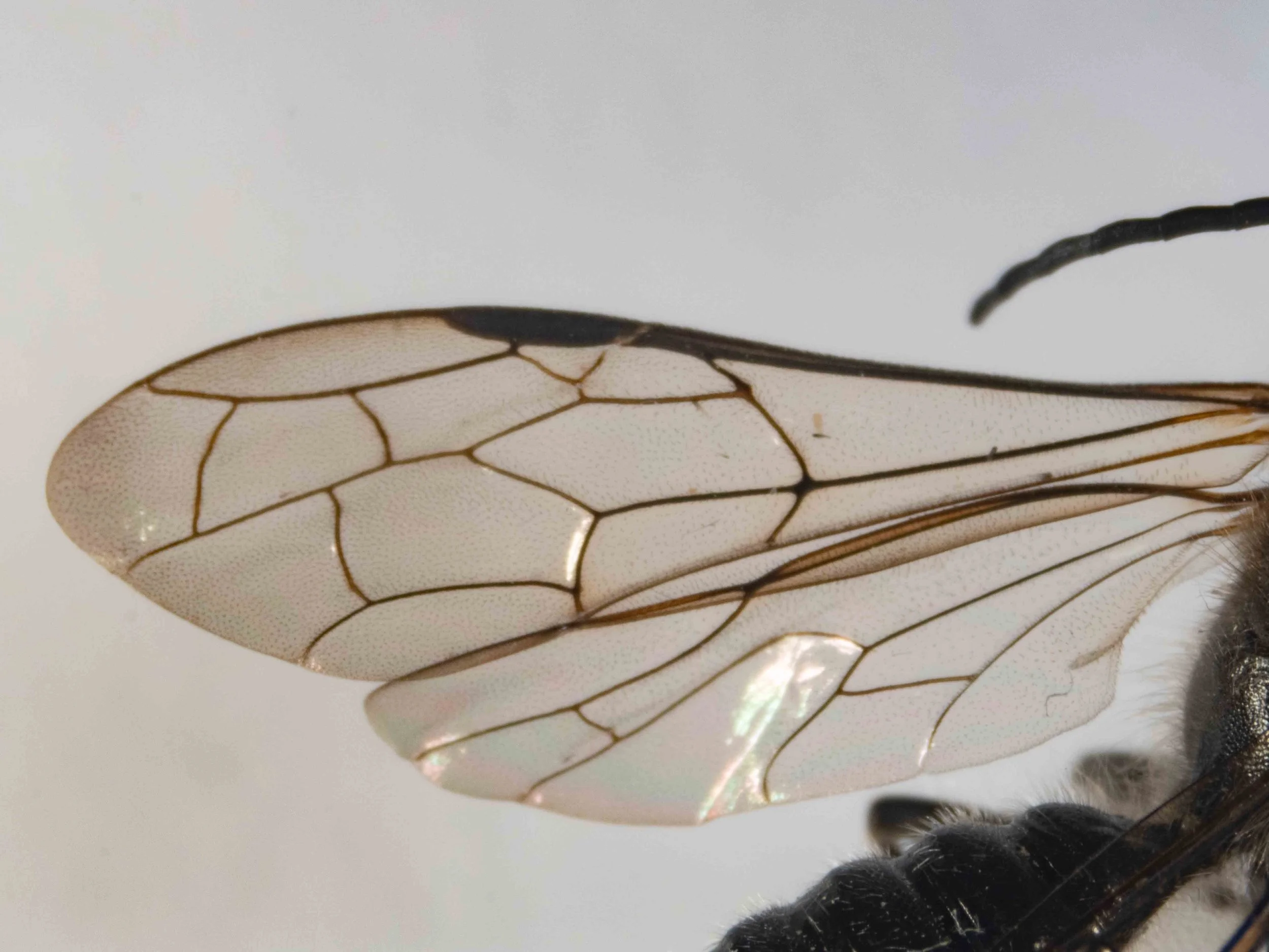 forewing venation