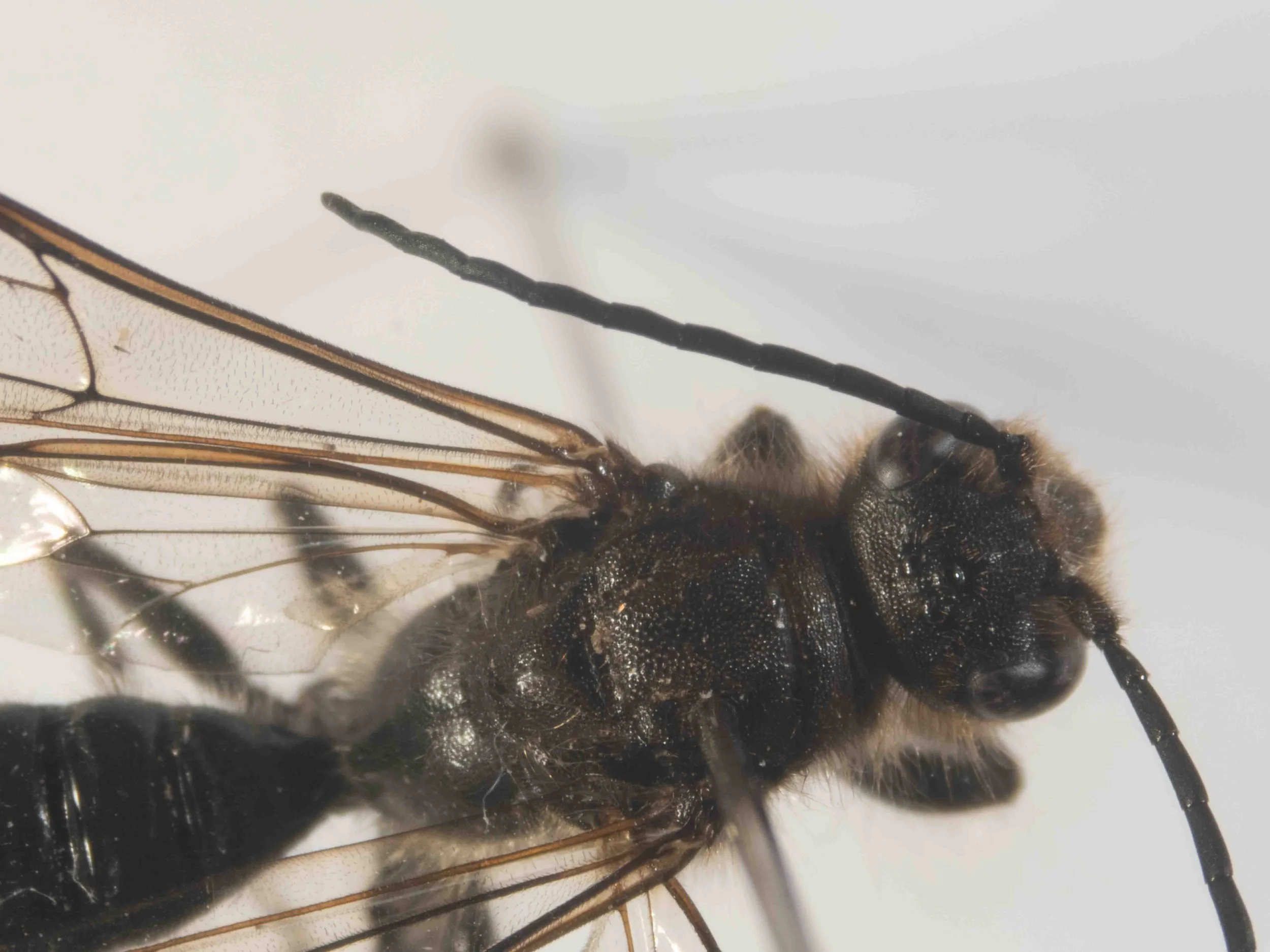 head & mesosoma (dorsal view)