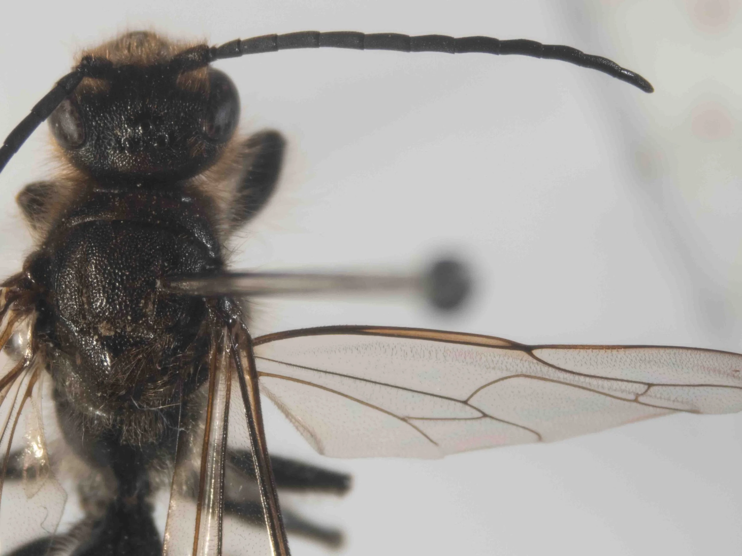 head & mesosoma (dorsal view)