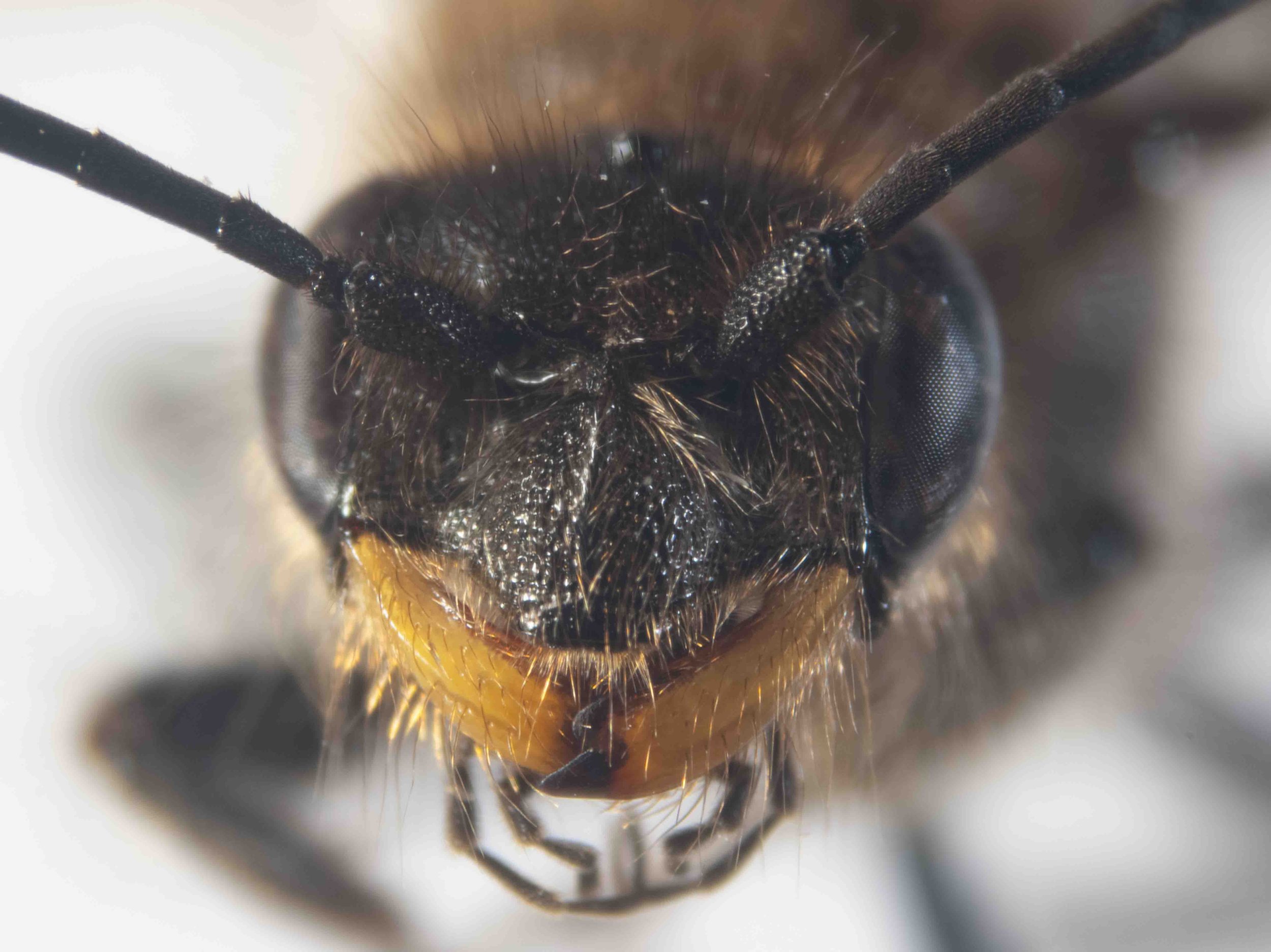 Lophocheilus anilitatus? (specimen #041)
