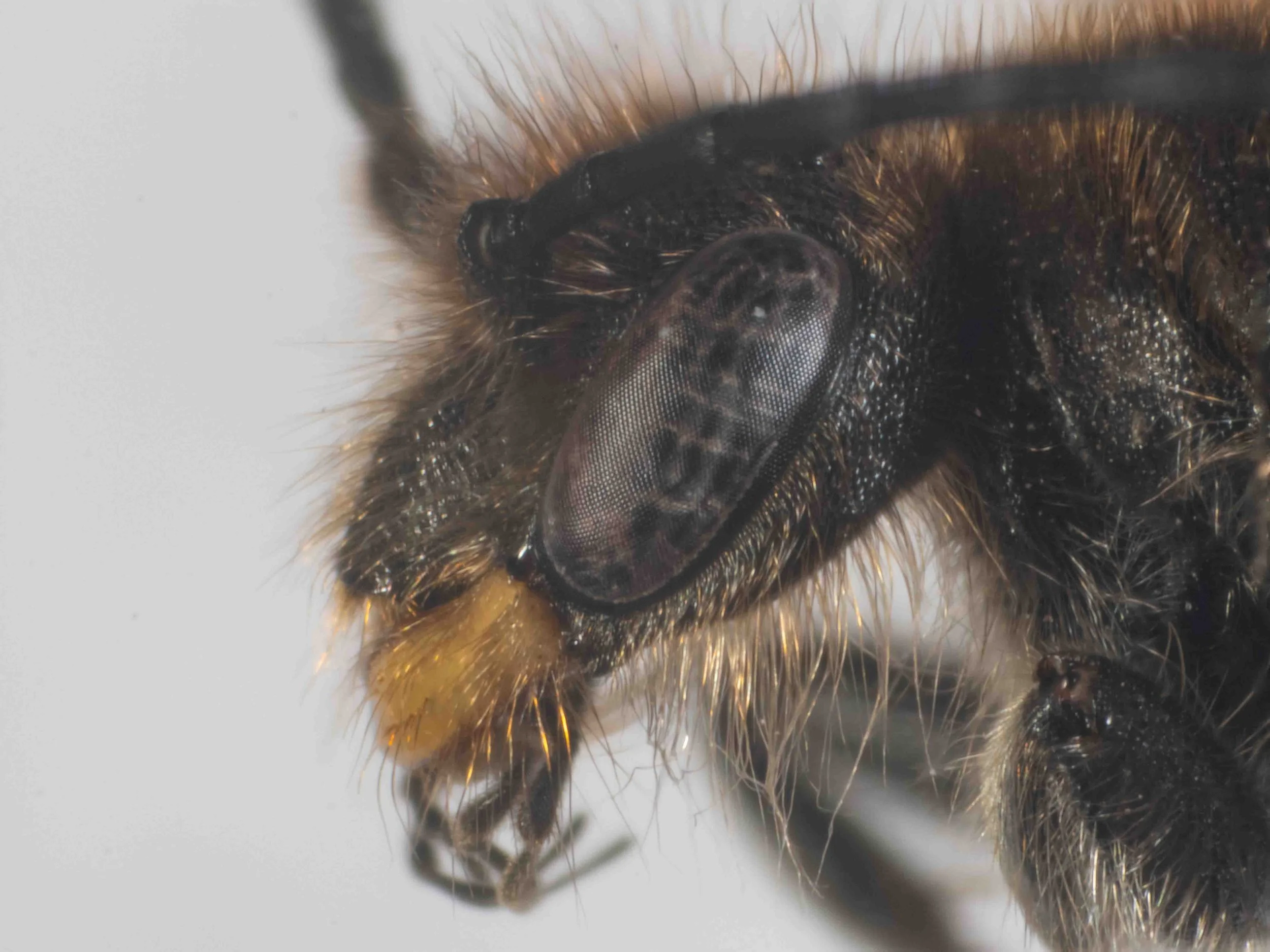 head (lateral view)