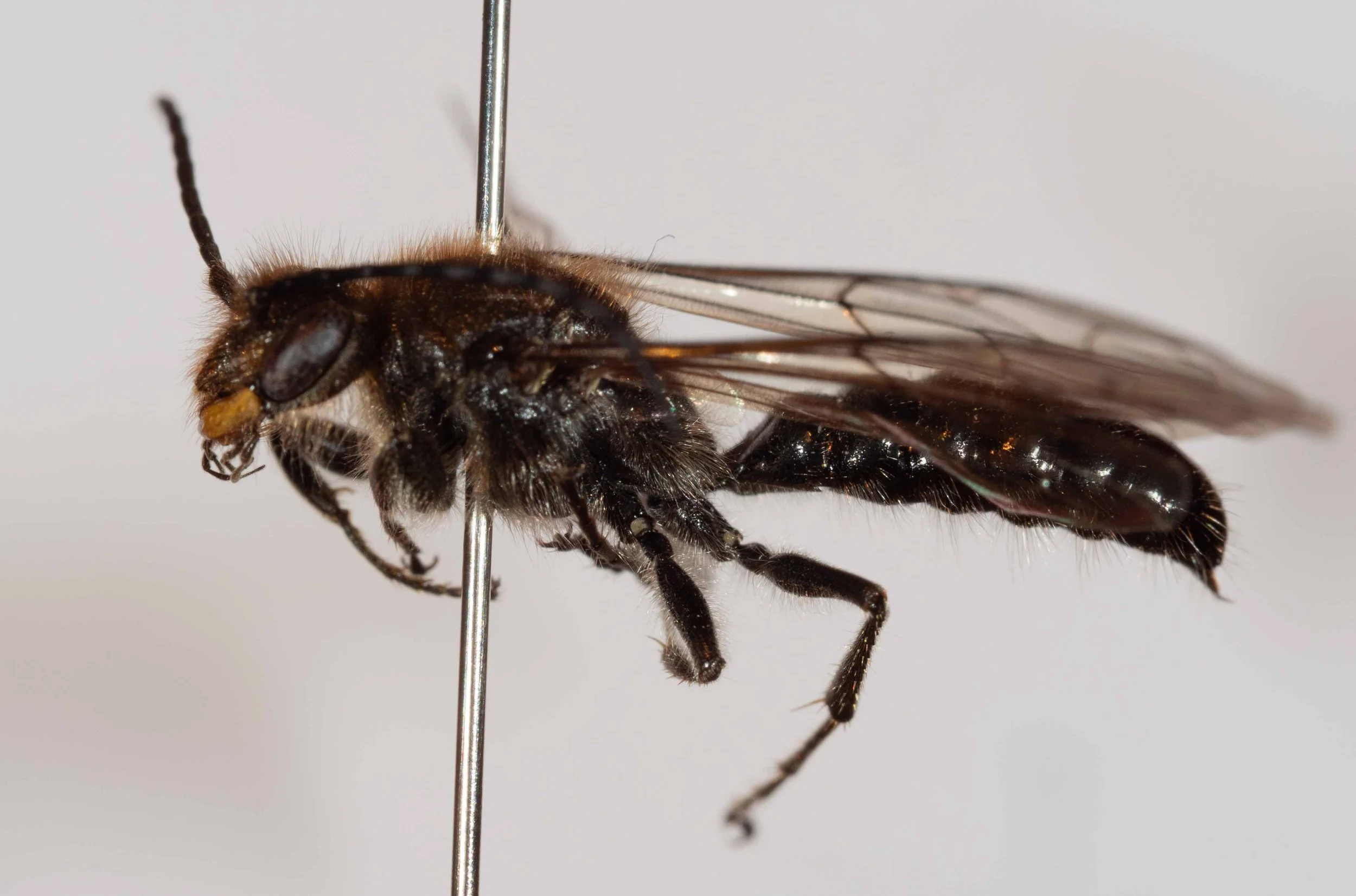 head-body length 14mm (specimen ID #041 )