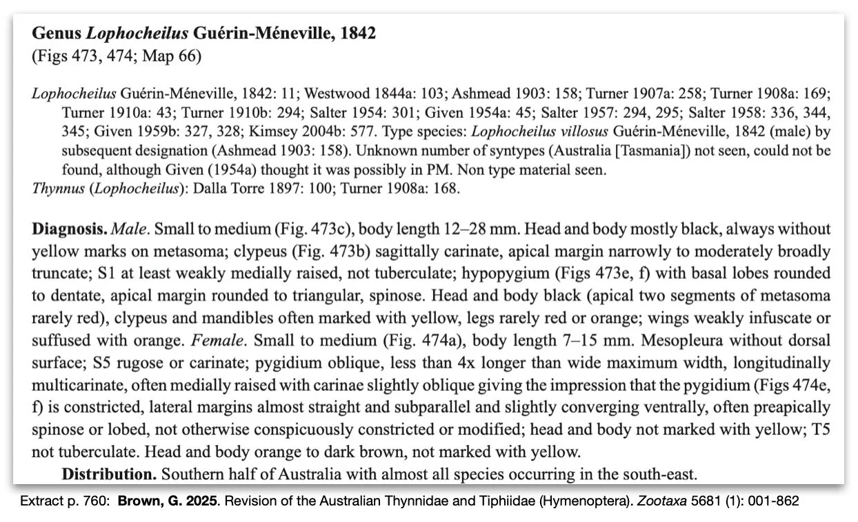 Lophocheilus Brown page 760 extract.jpg