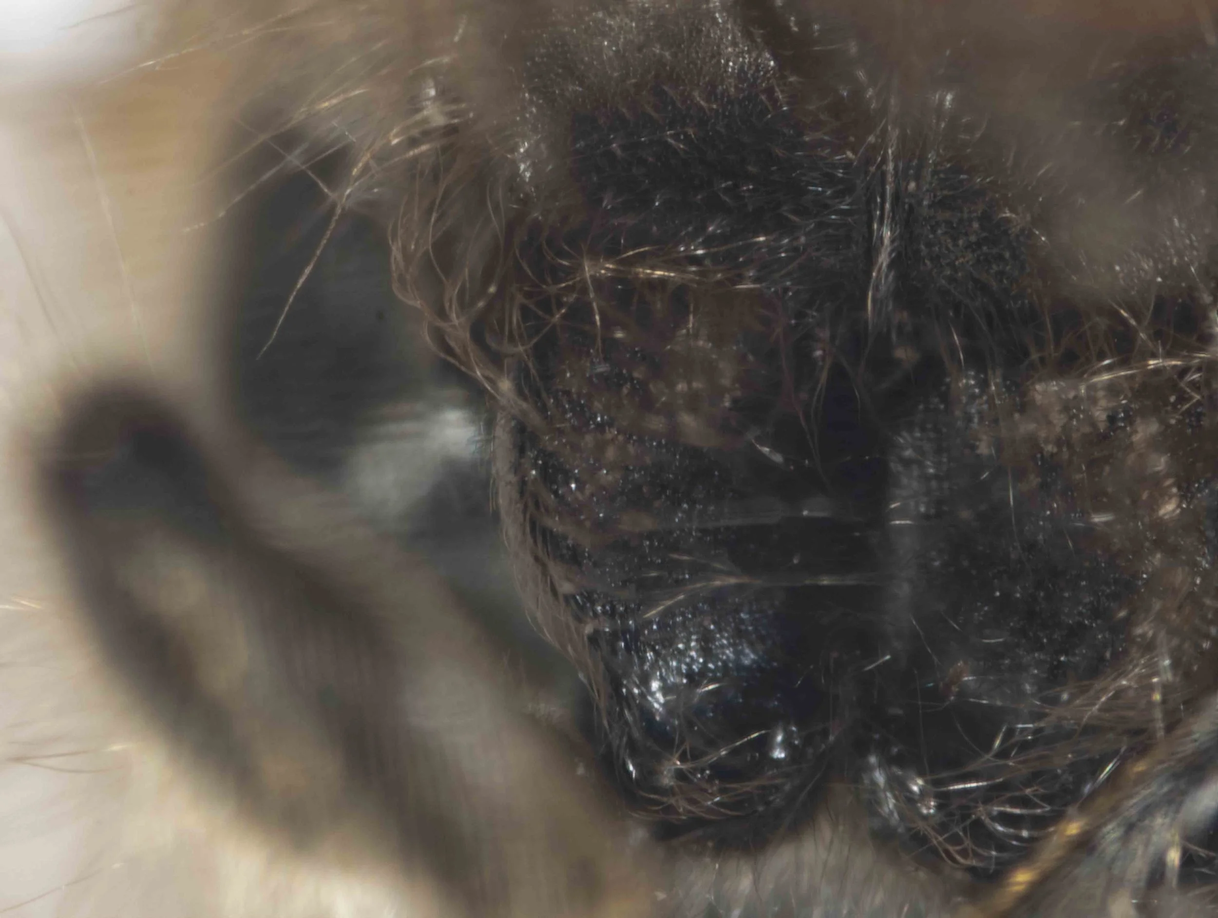 front coxae (ventral view)