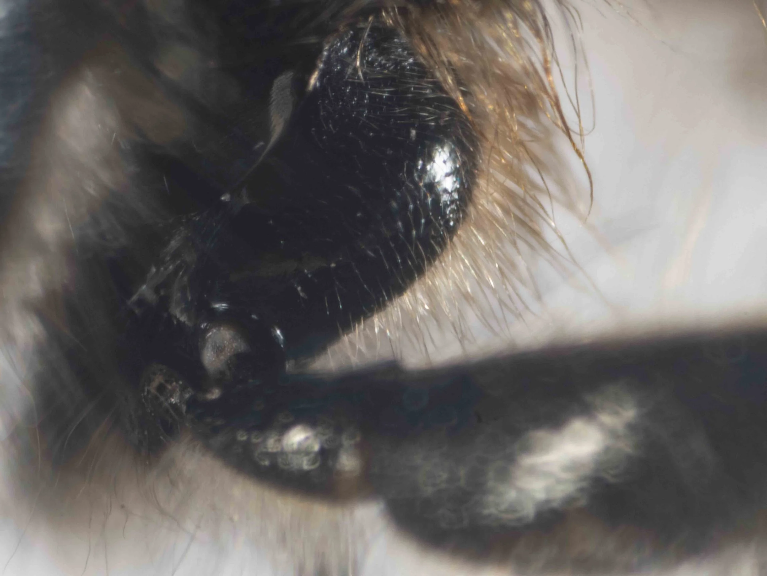 front coxa (dorsal view)