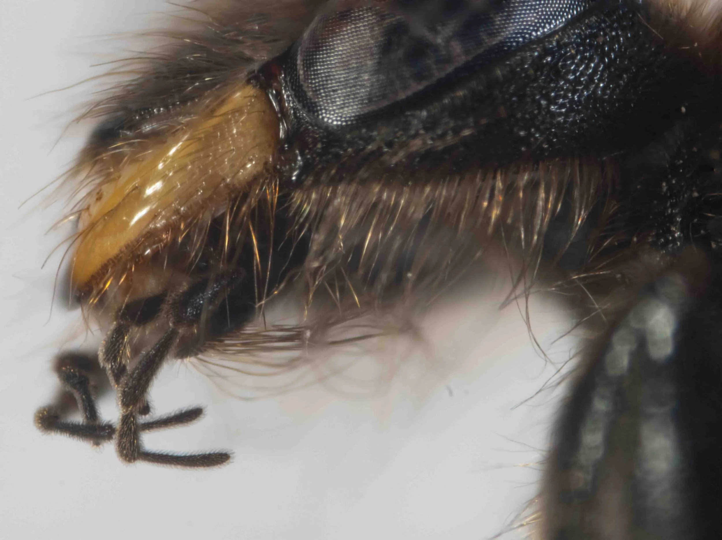 mouthparts (lateroventral view)