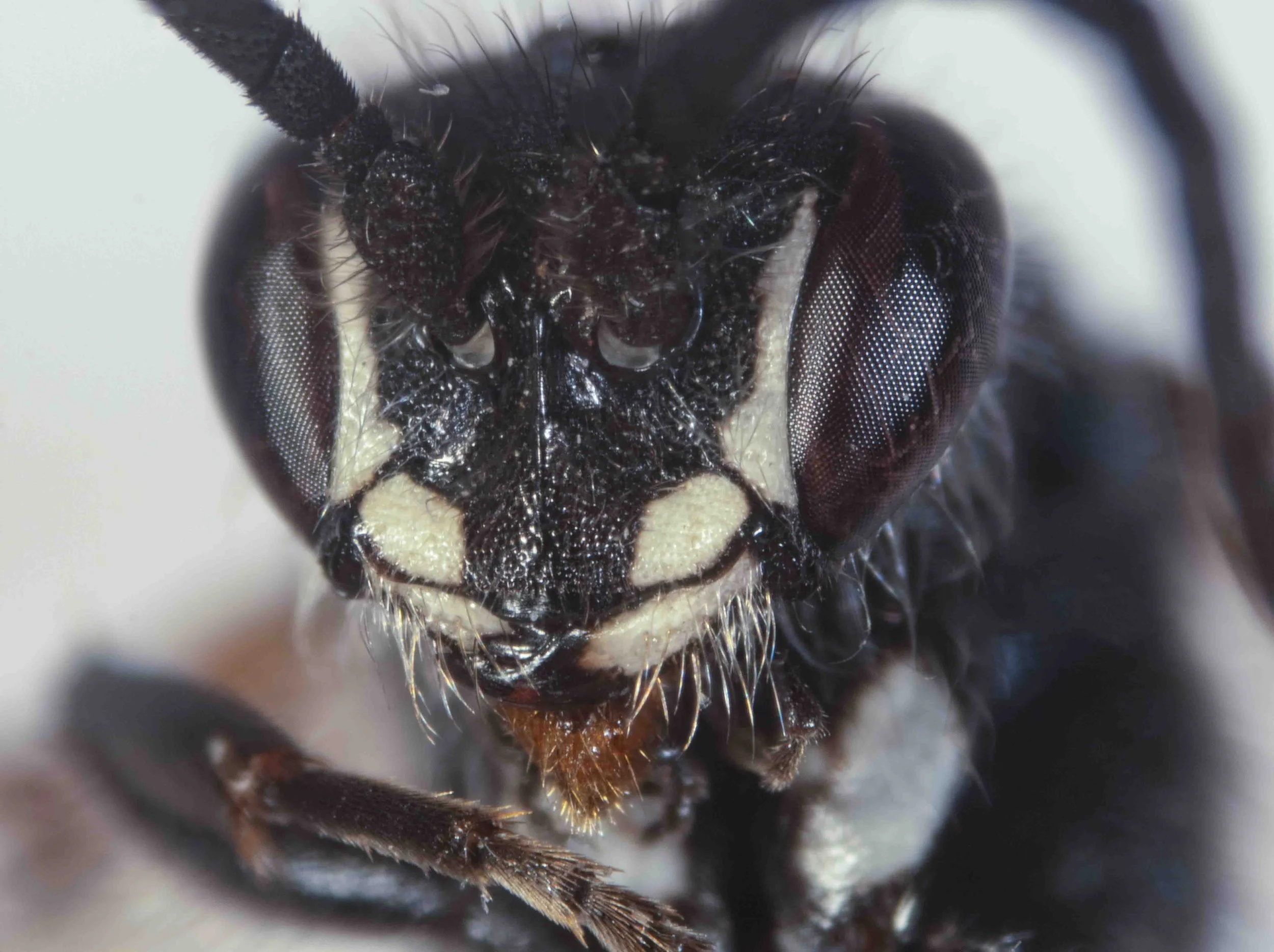 clypeus, antennal sockets, mandible