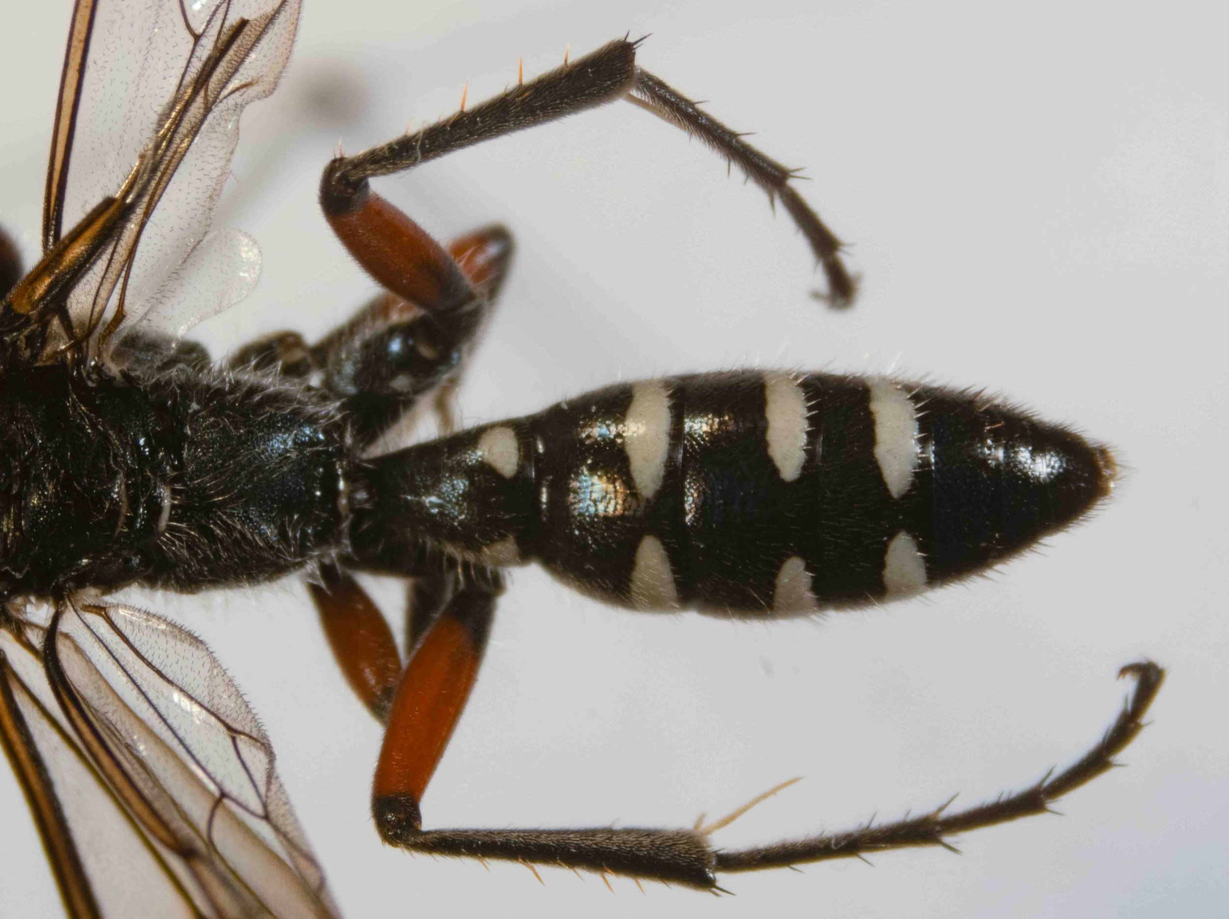 metasoma (dorsal view)