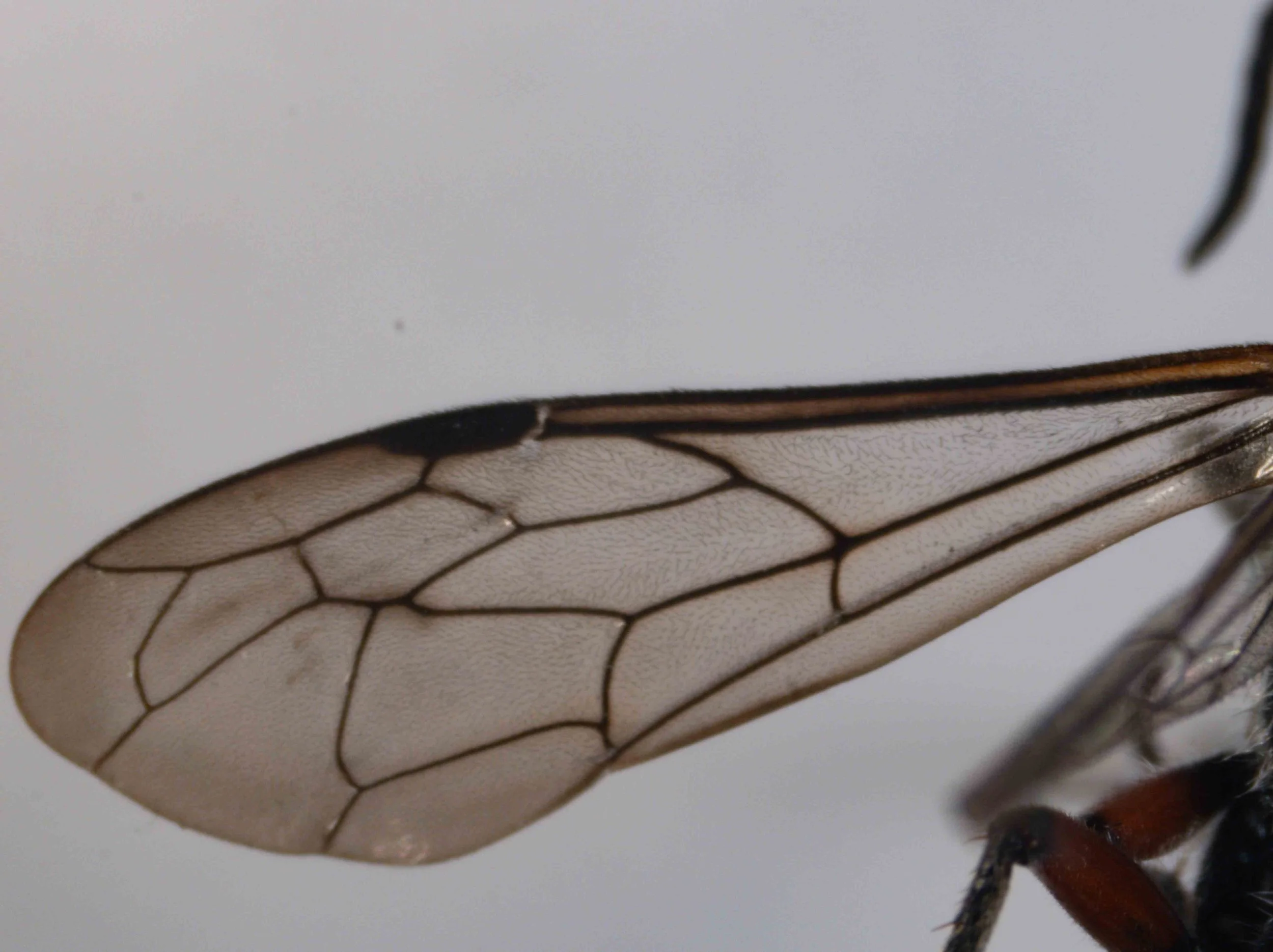 forewing (viewed dorsally)