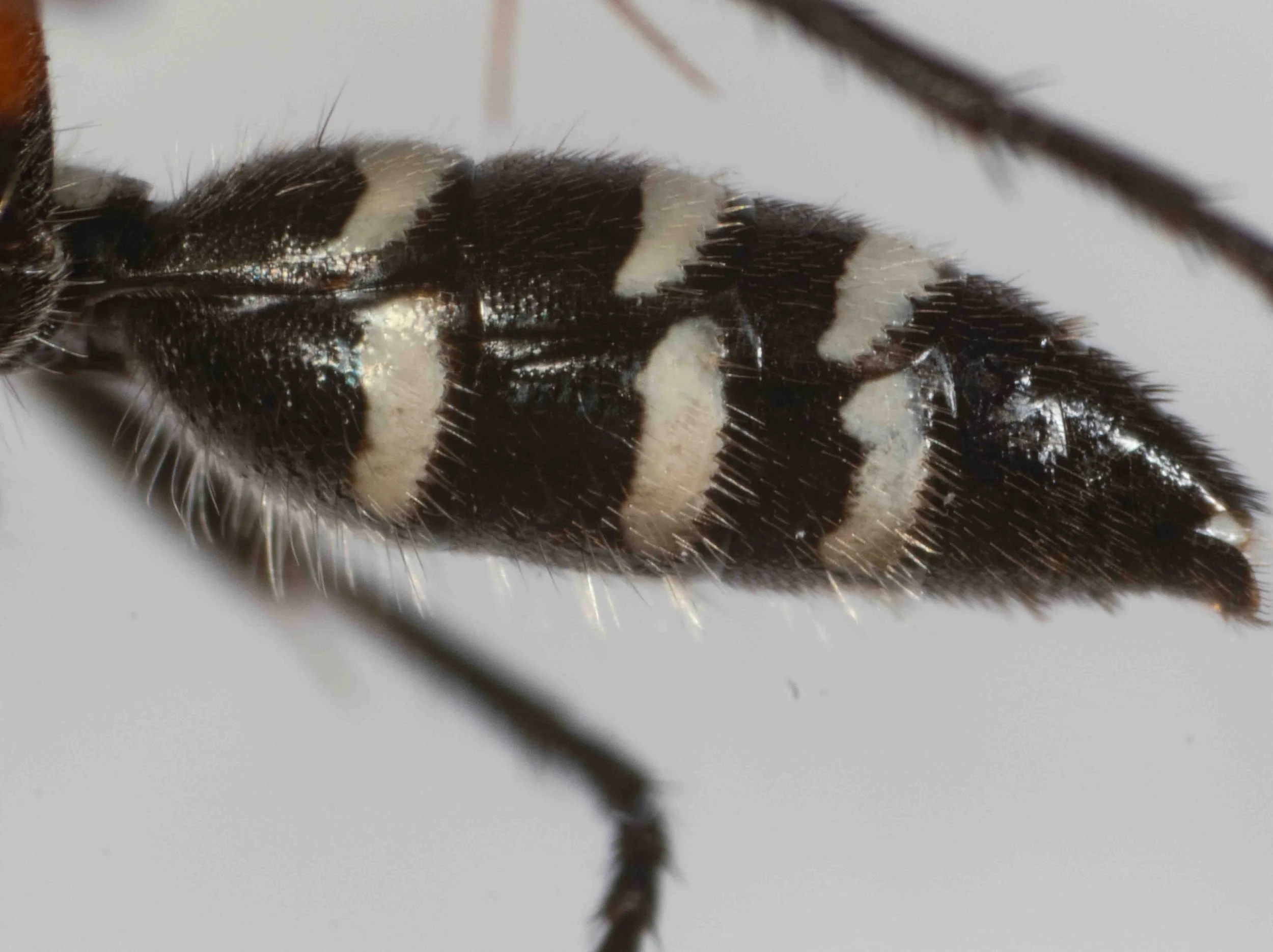 metasoma (lateral segments 2 to 7)