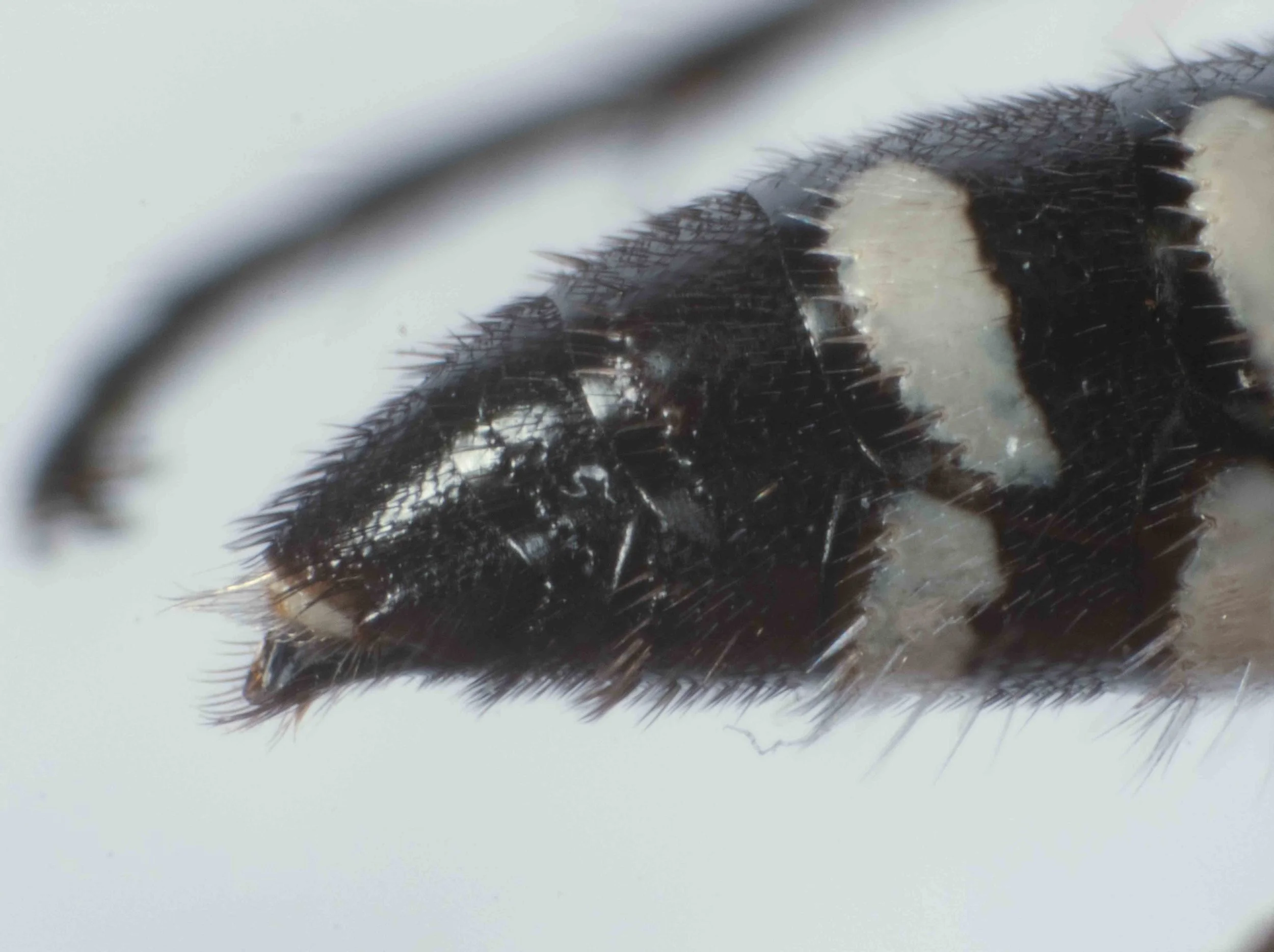 metasoma apex (lateral view)