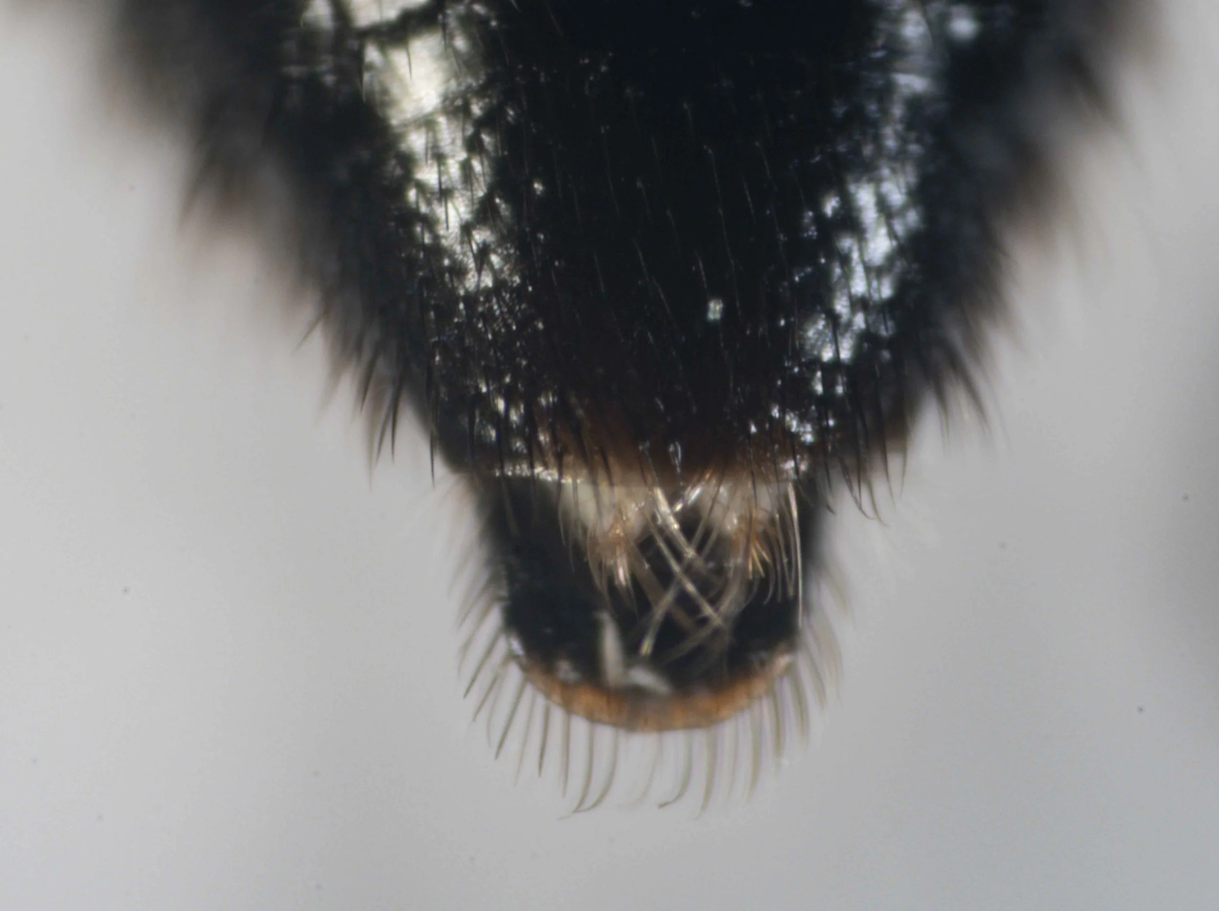 terminalia (viewed dorsally)