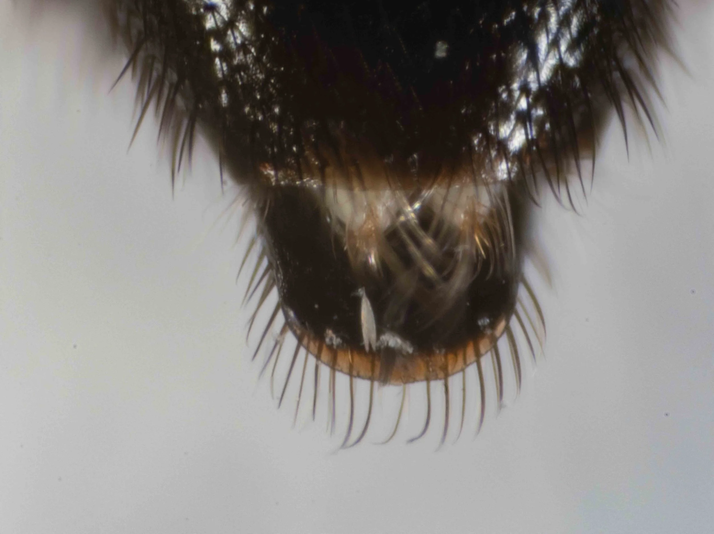 terminalia (viewed dorsally)