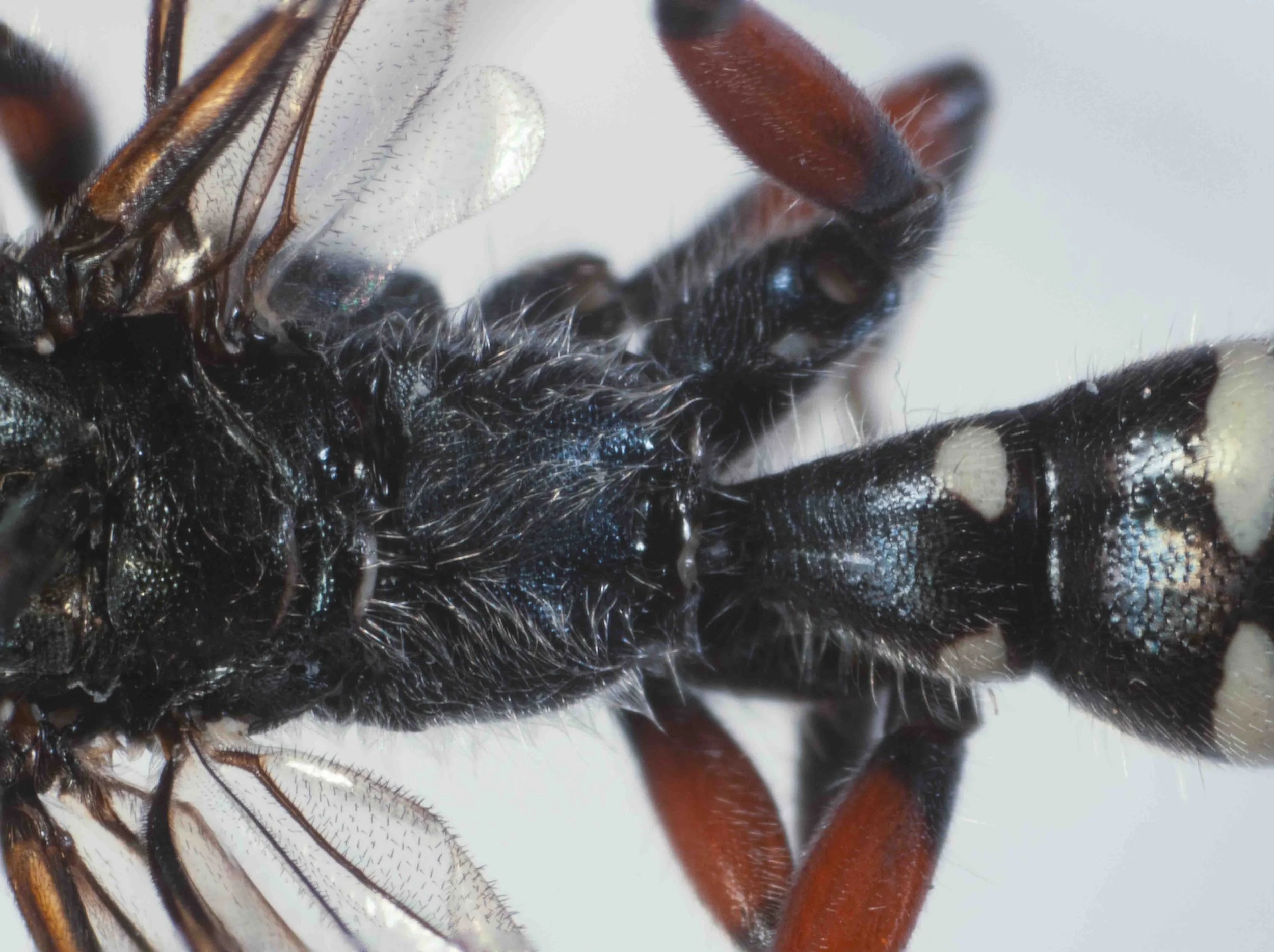 propodeum & T1 (dorsal view)