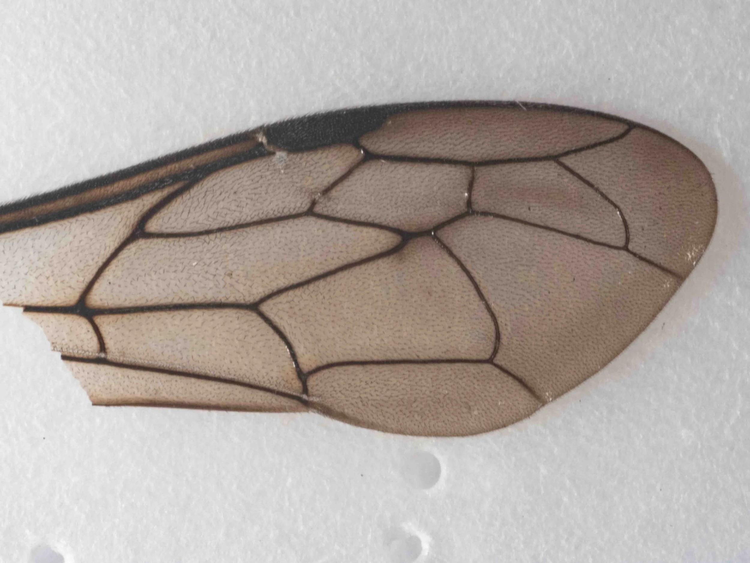 forewing (dorsal view)
