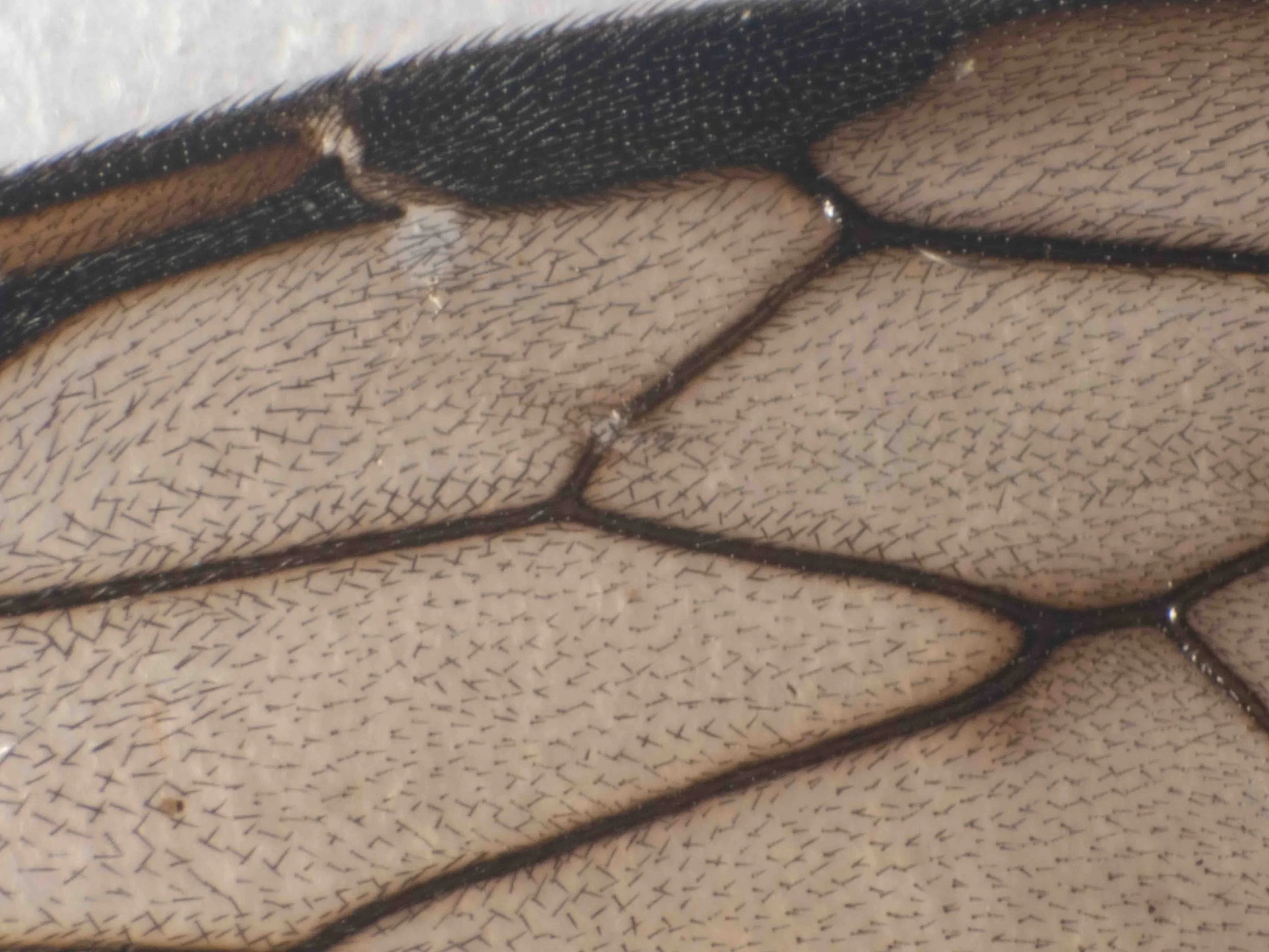 forewing (dorsal view)