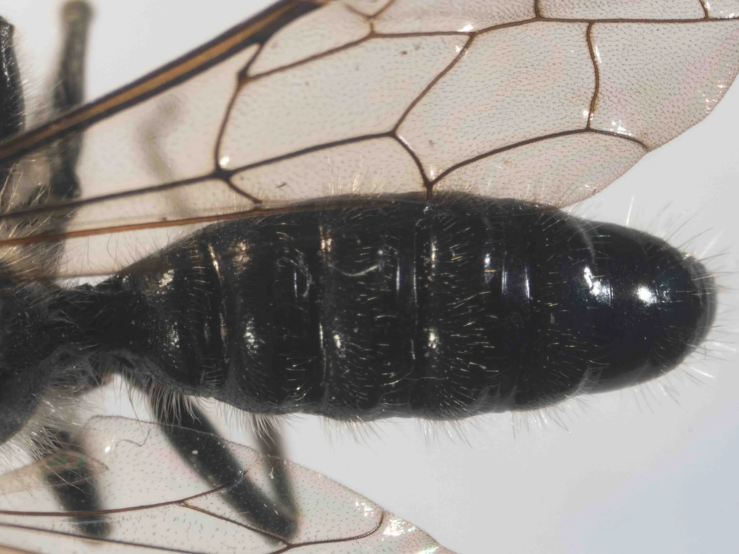metasoma (dorsal view)