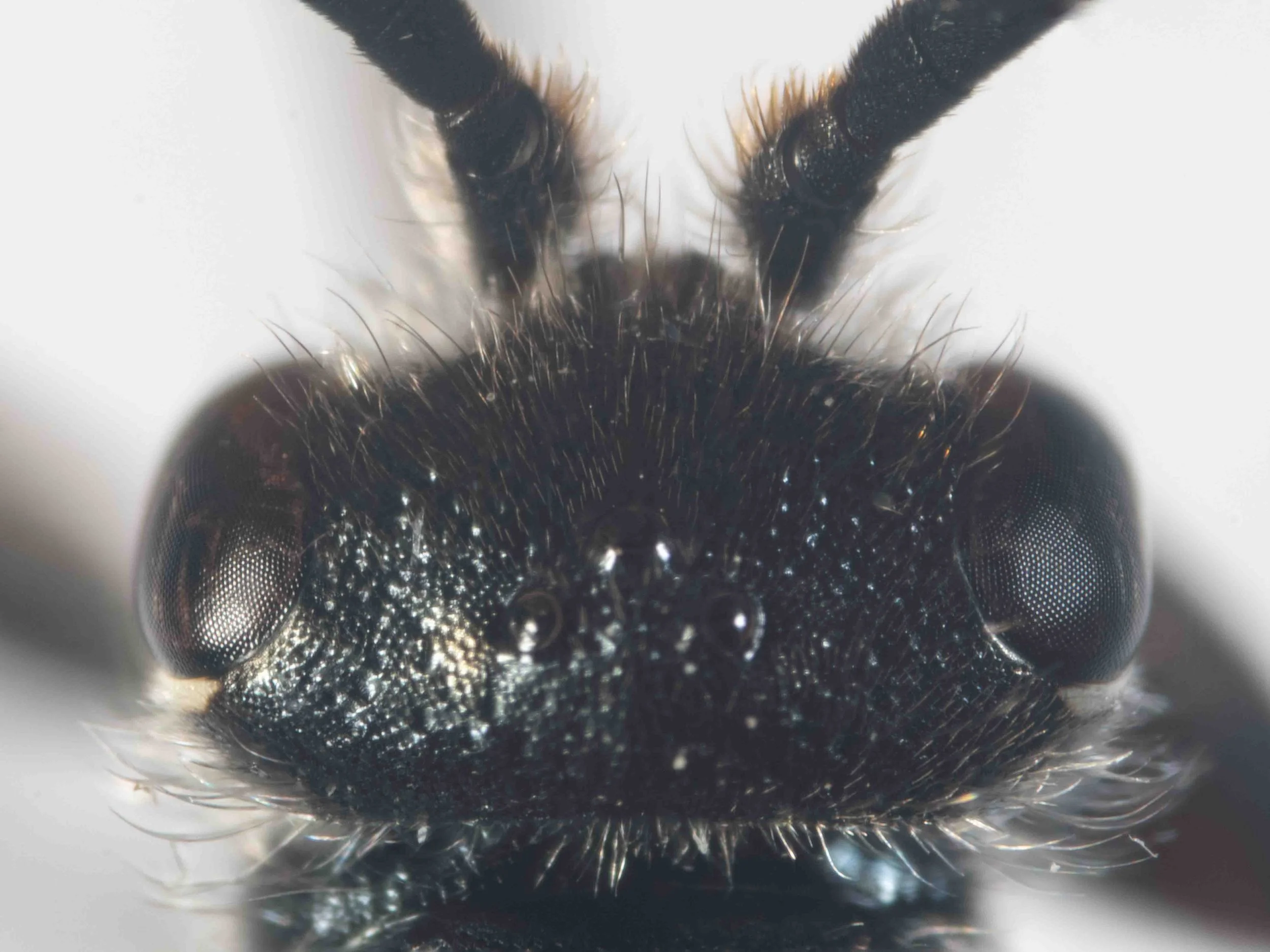 head (dorsal view)