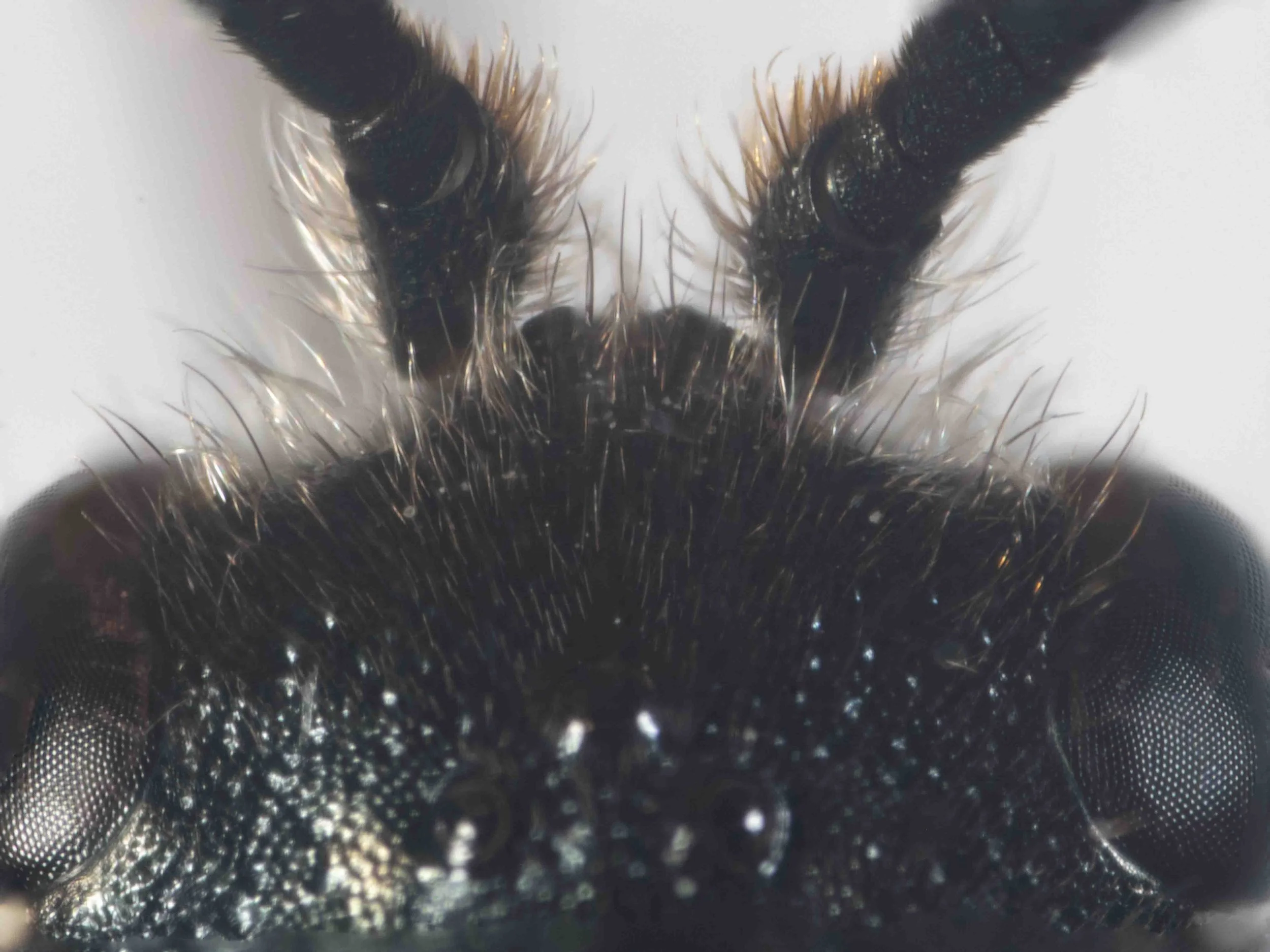 antennal prominence (dorsal view)