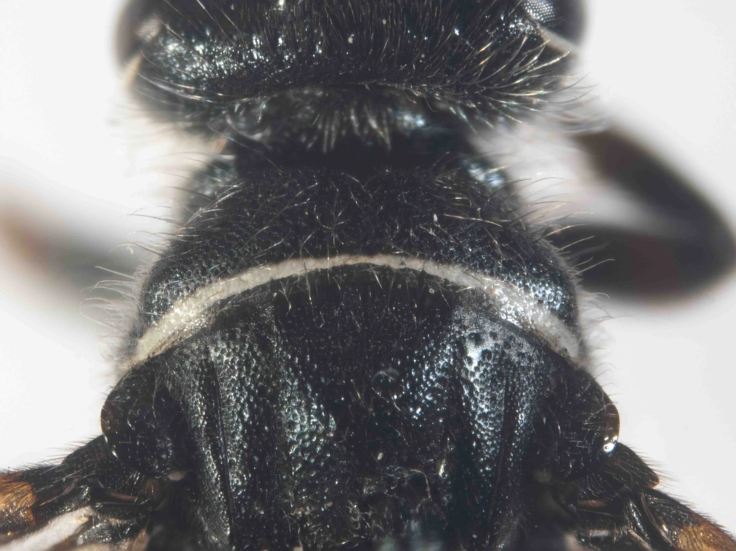 pronotum (viewed dorsally)