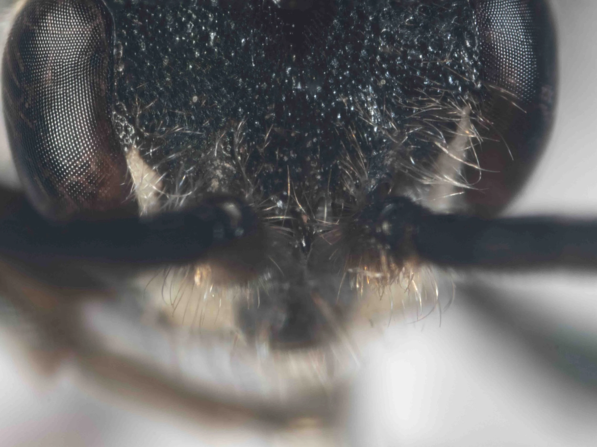 antennal prominence (anterodorsally)