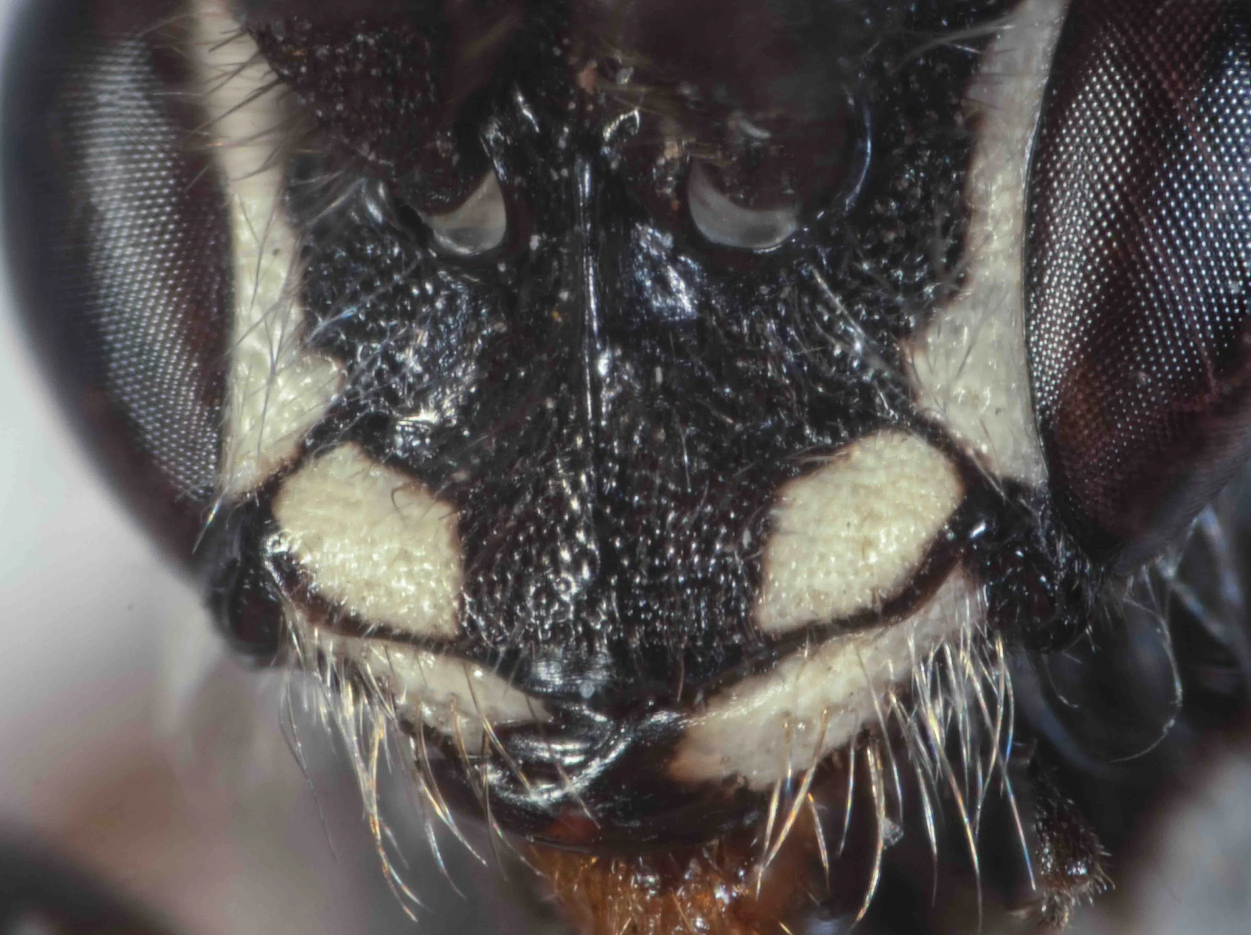 clypeus (frontal view)