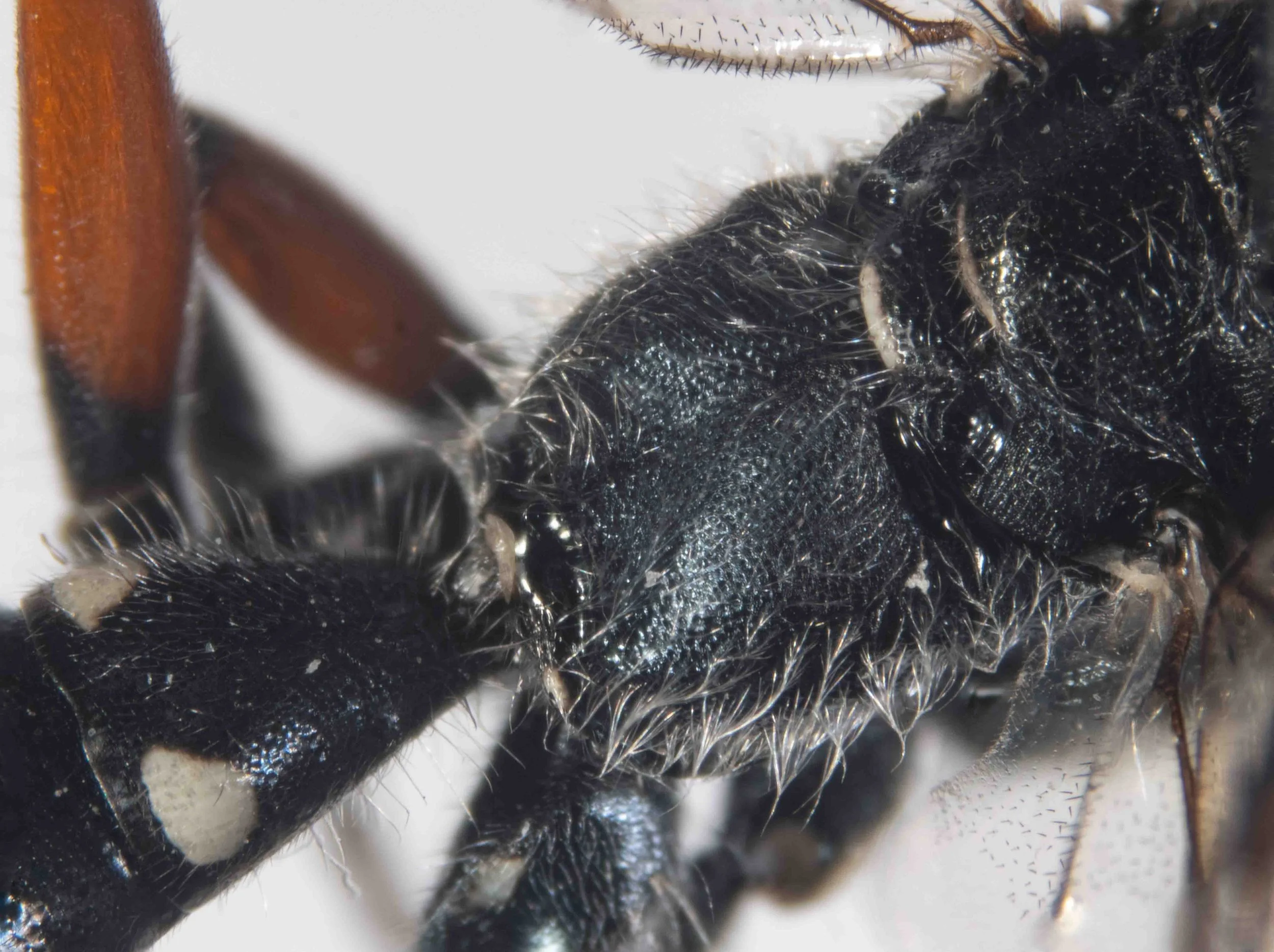 propodeum (viewed dorsolaterally)