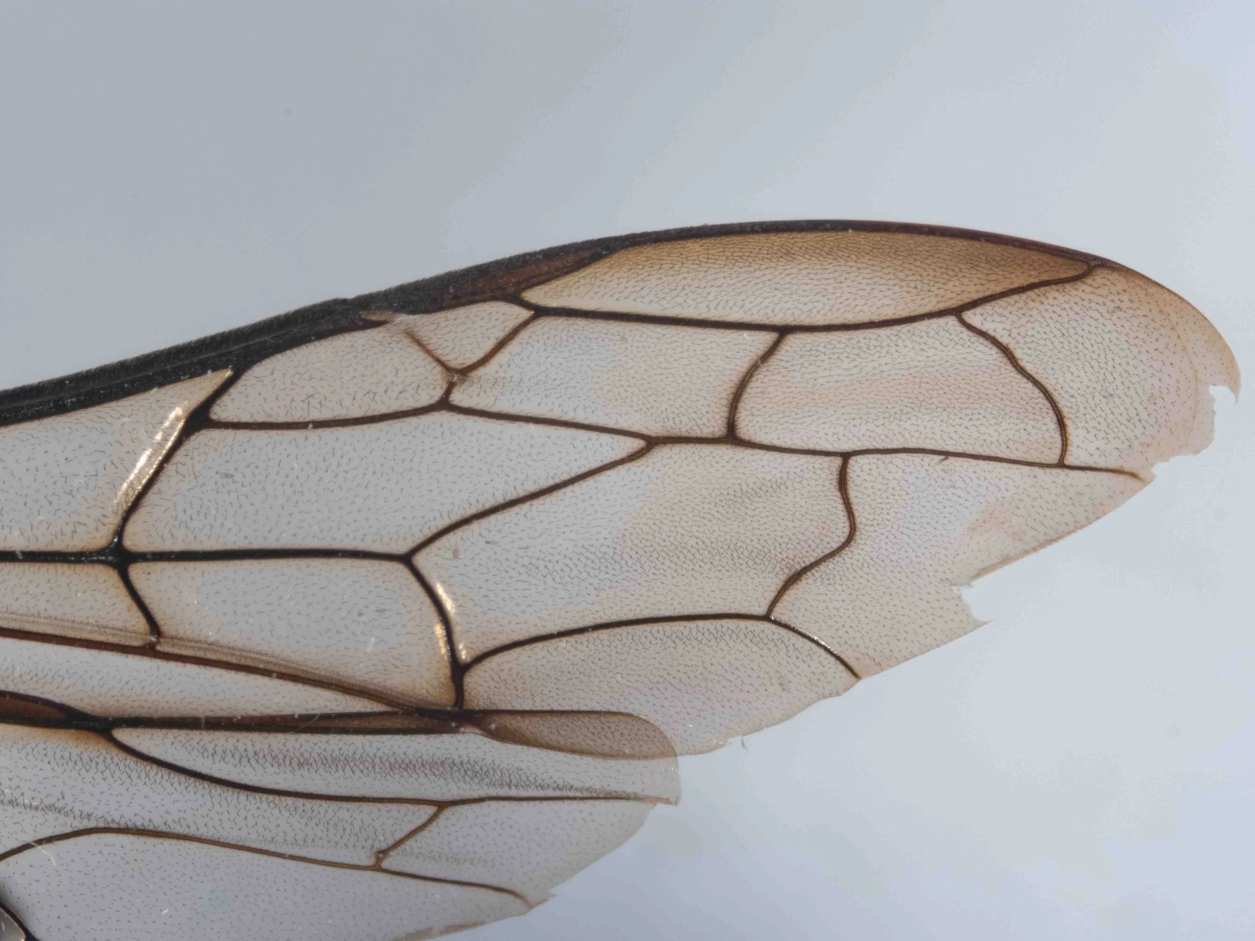 forewing venation (viewed dorsally)