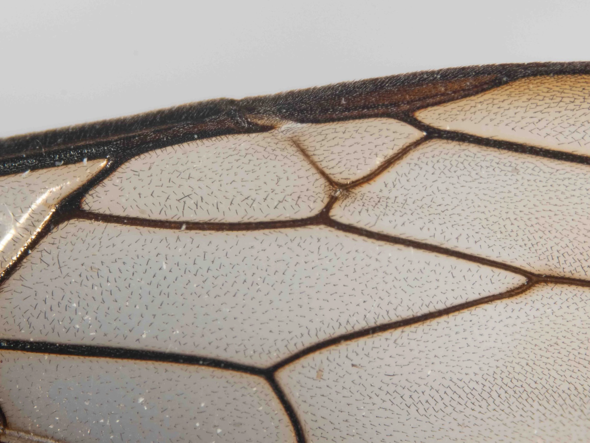 forewing, showing SCI (viewed dorsally)